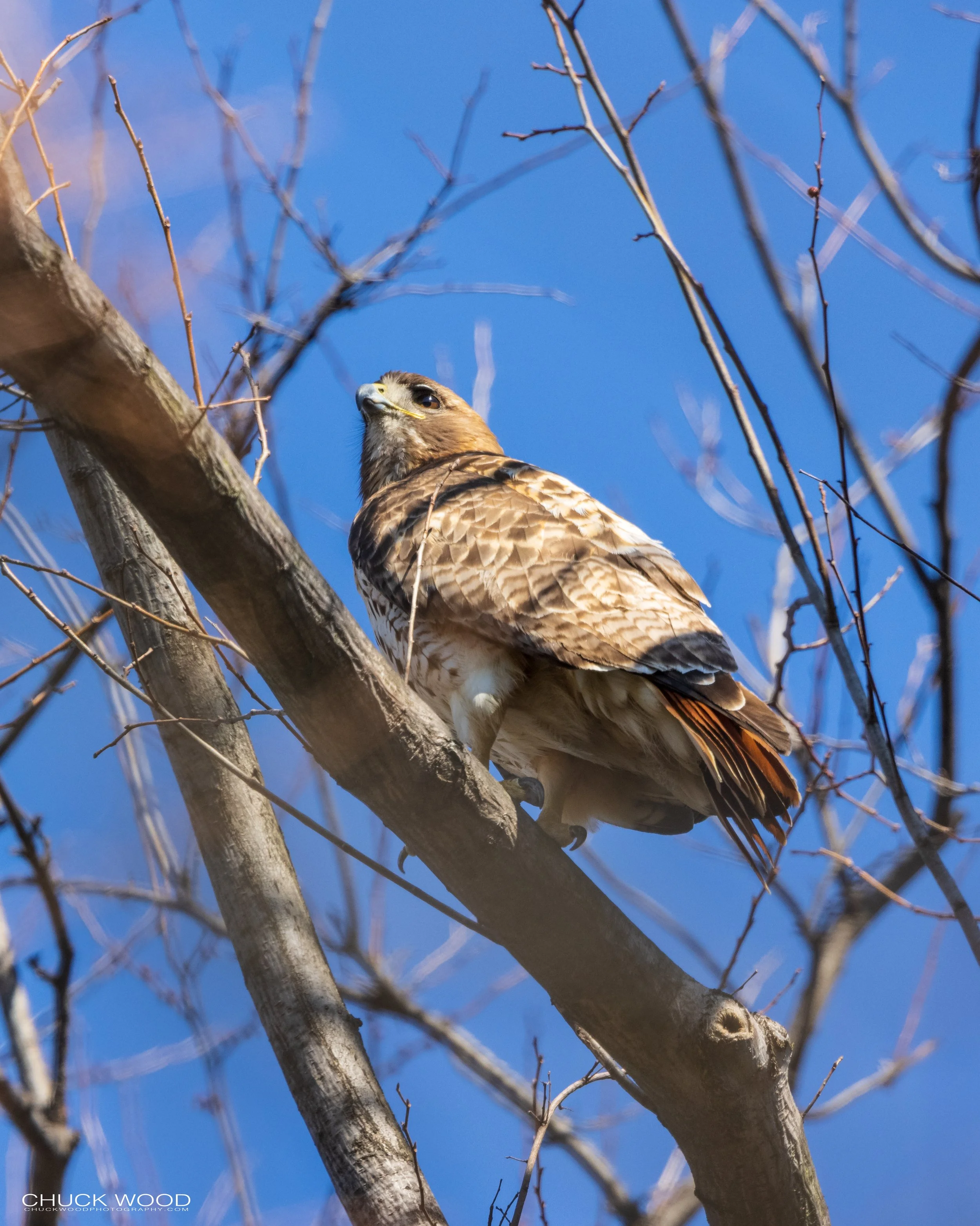  Central Park NYC, 2021 