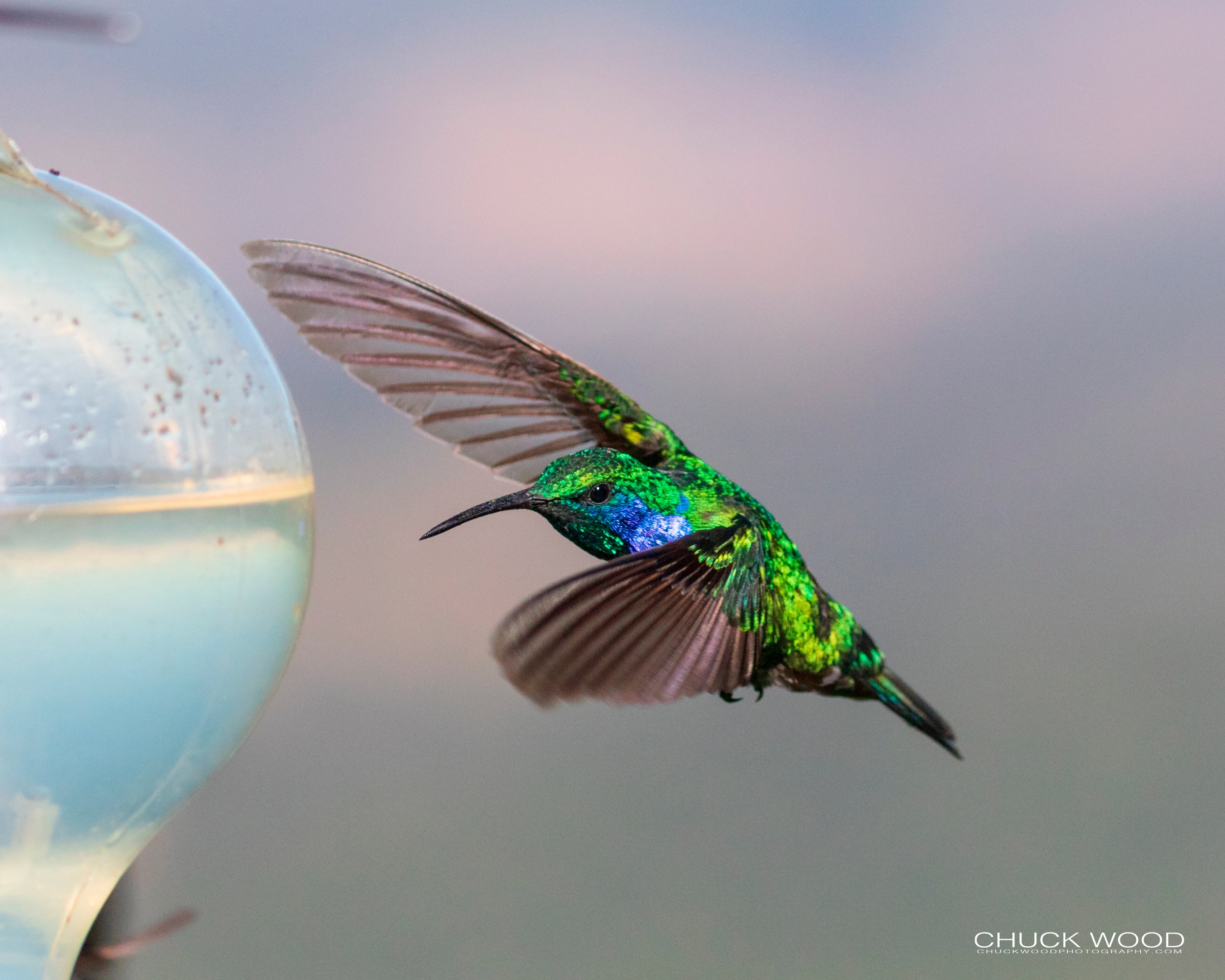  Bosque Del Tolomunco, Costa Rica 2020 