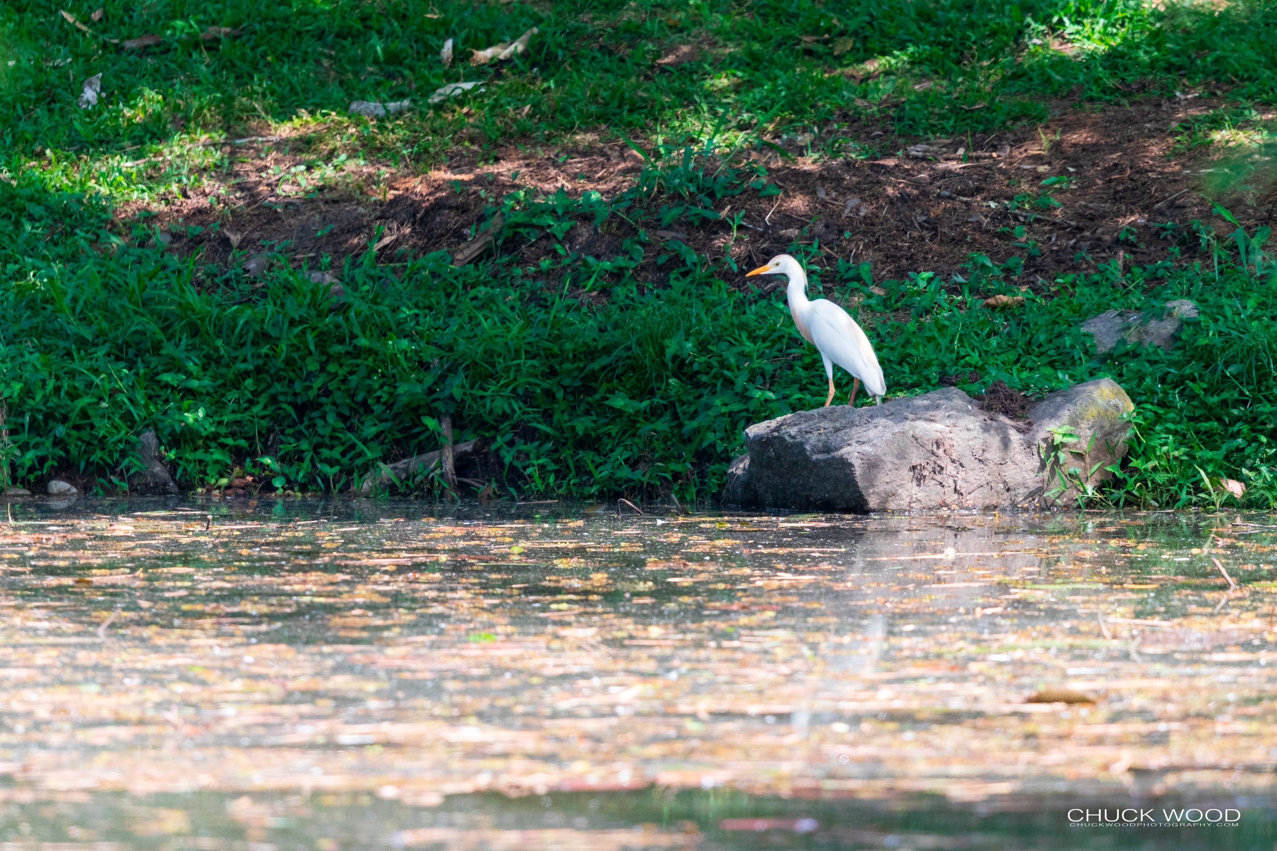  CATIE, Costa Rica 2020 