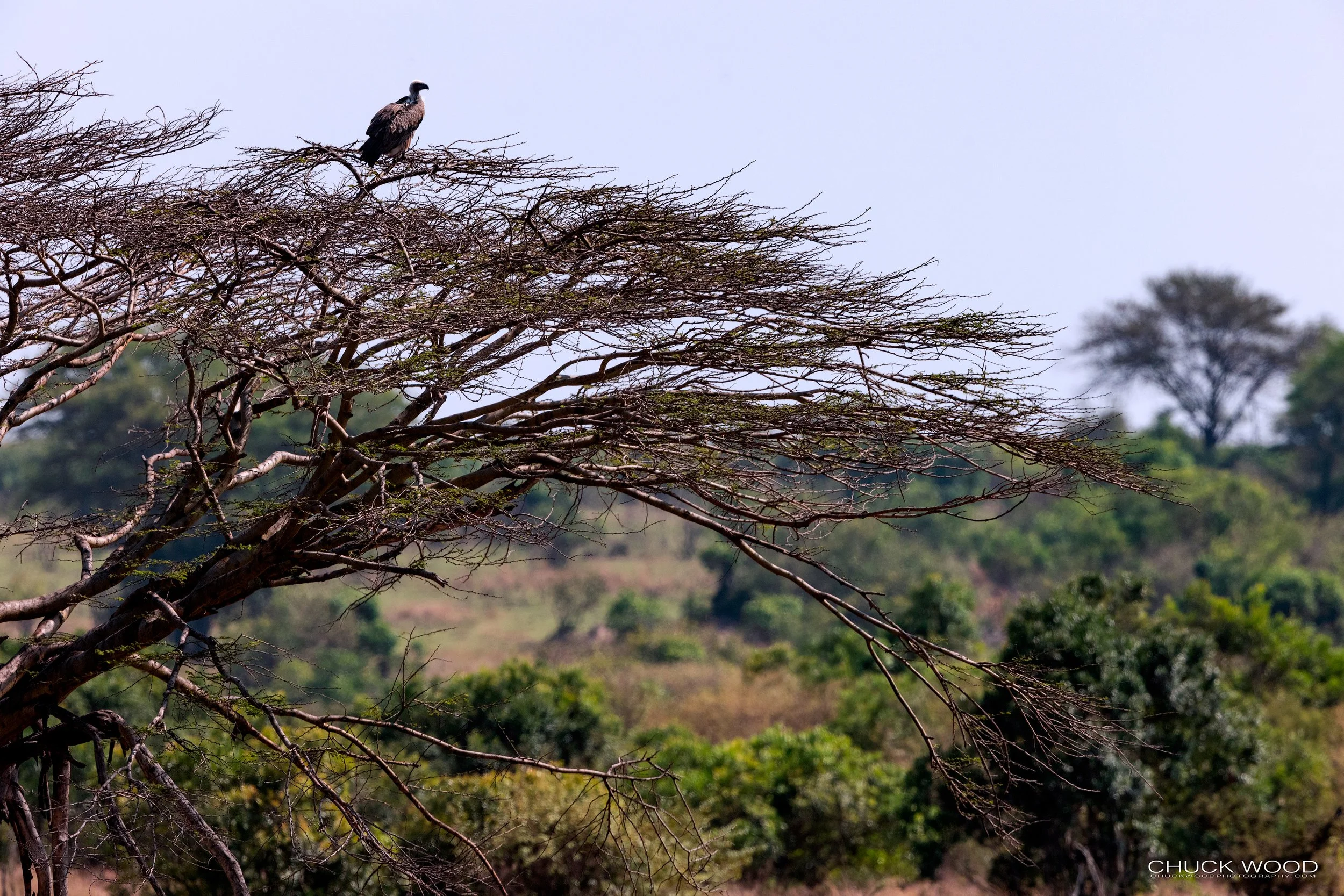  Serengeti, Tanzania 2021 