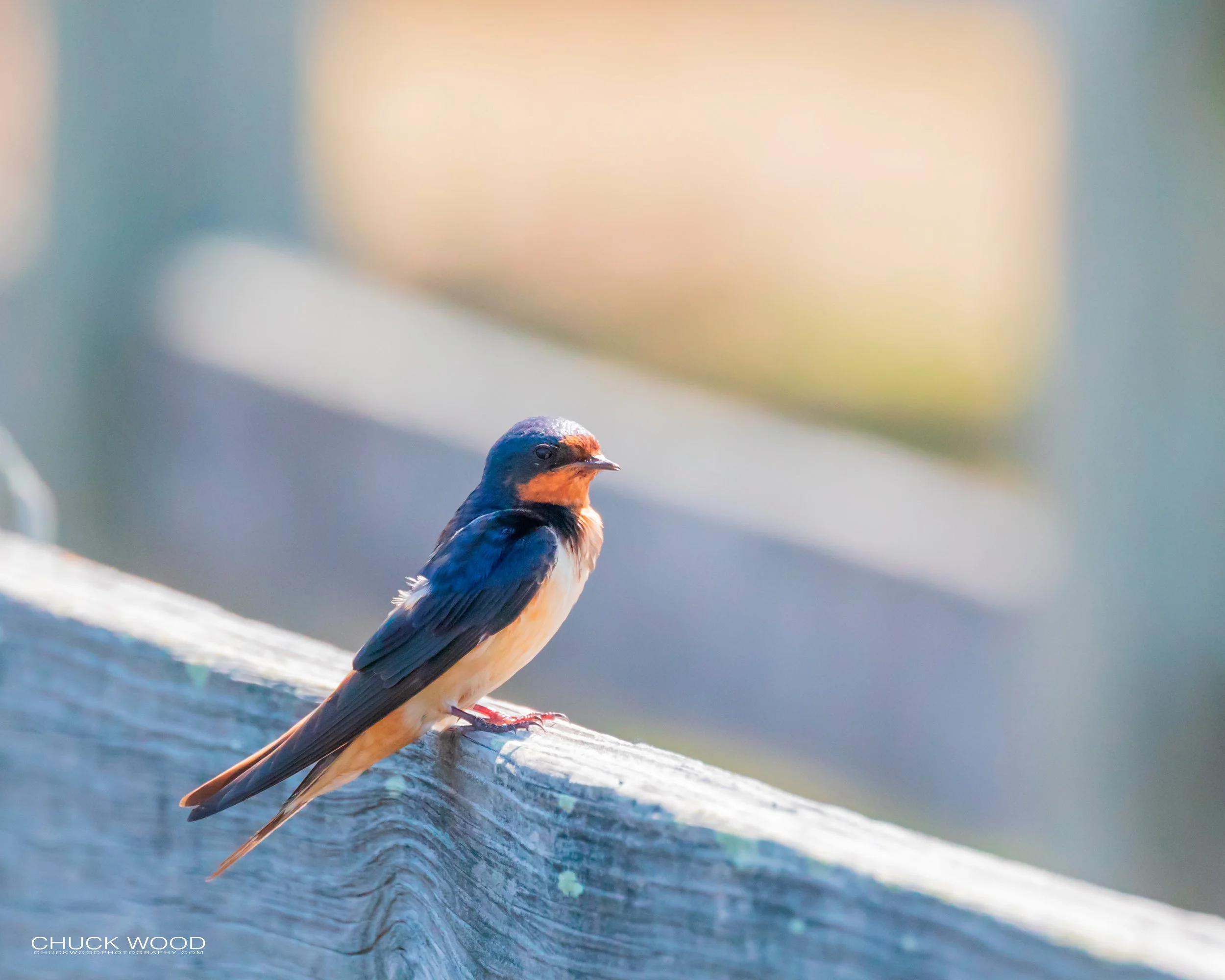  Pea Island, NC 2019 