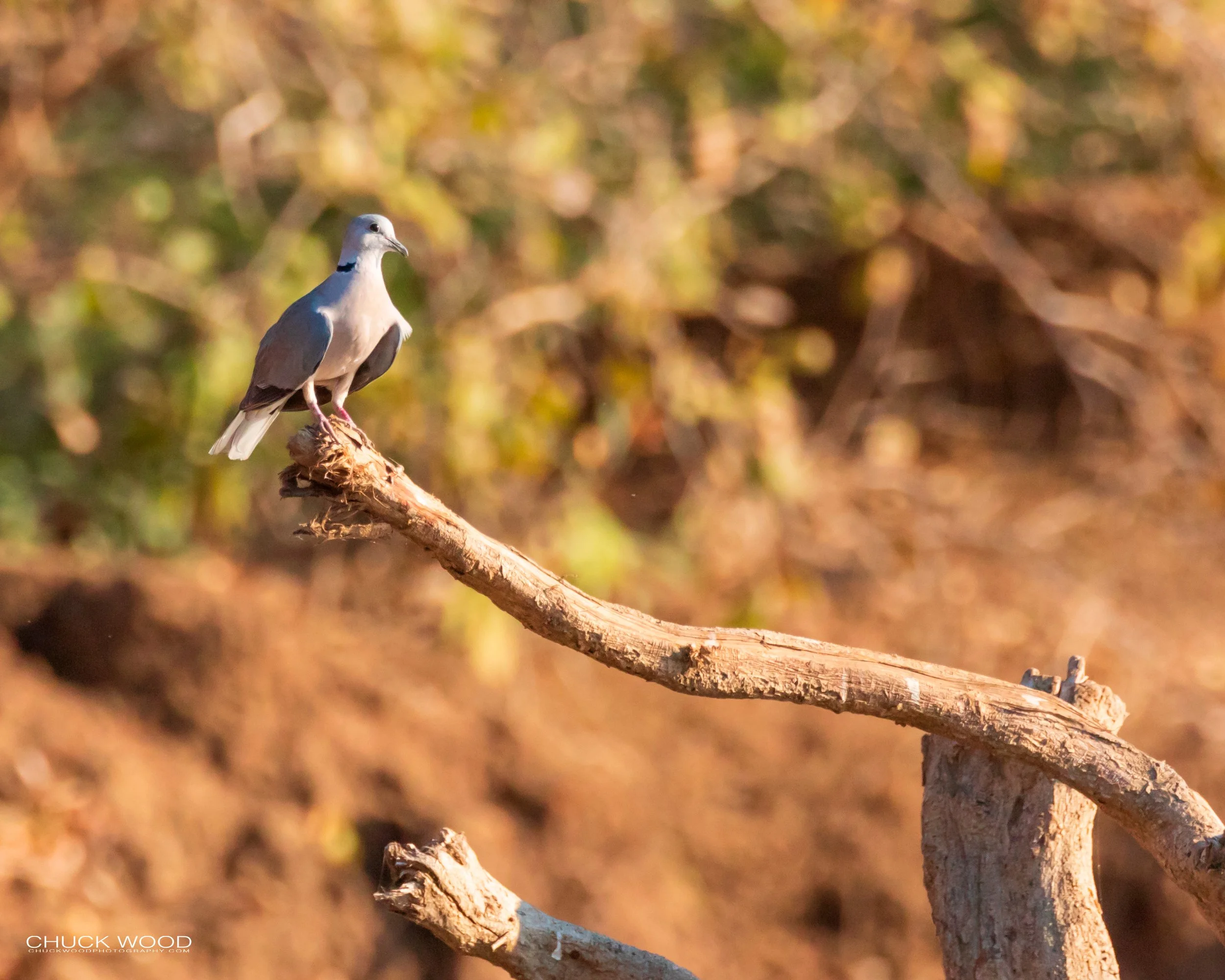  Mana Pools, Zimbabwe 2019 
