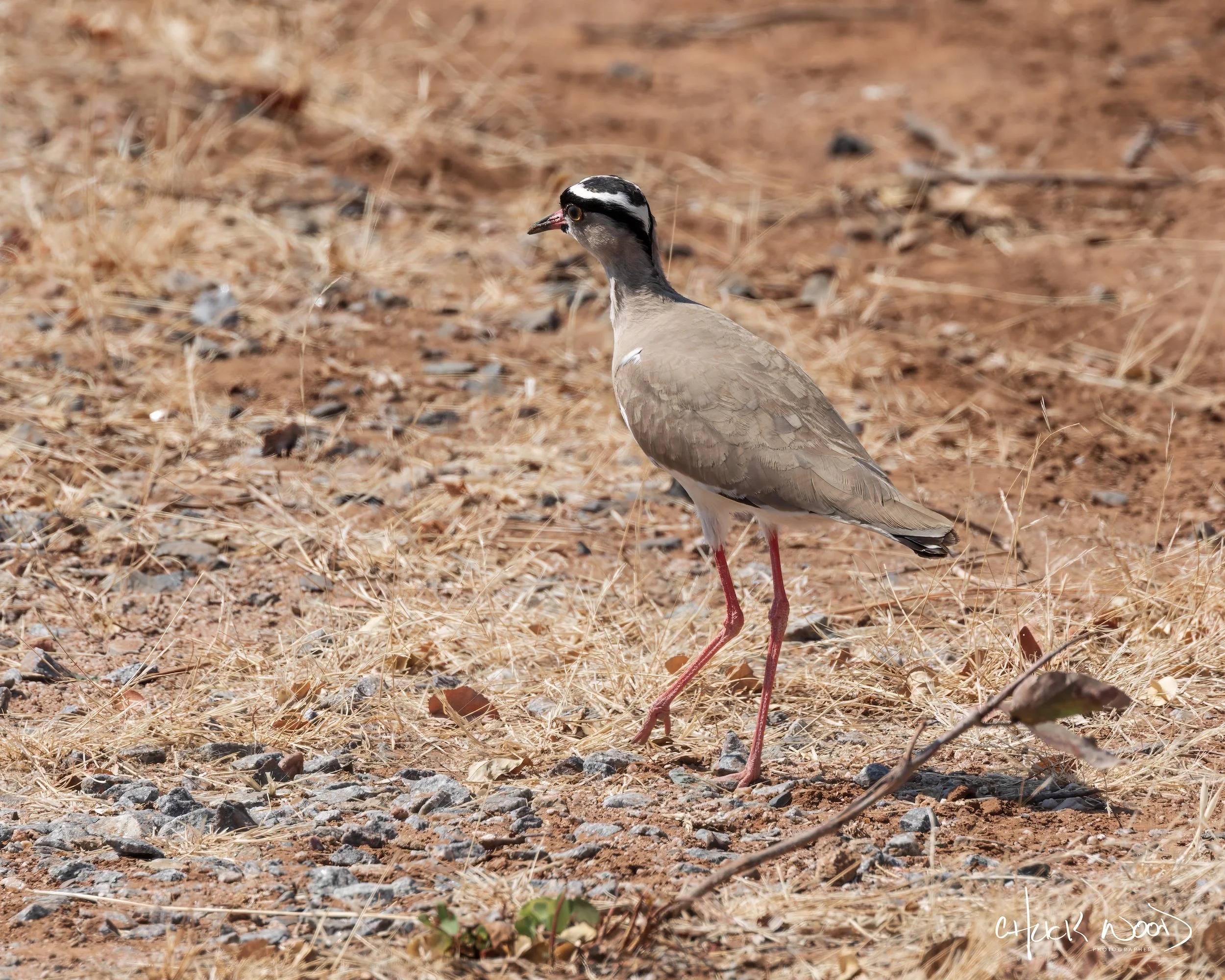  Hwange, Zimbabwe 2019 