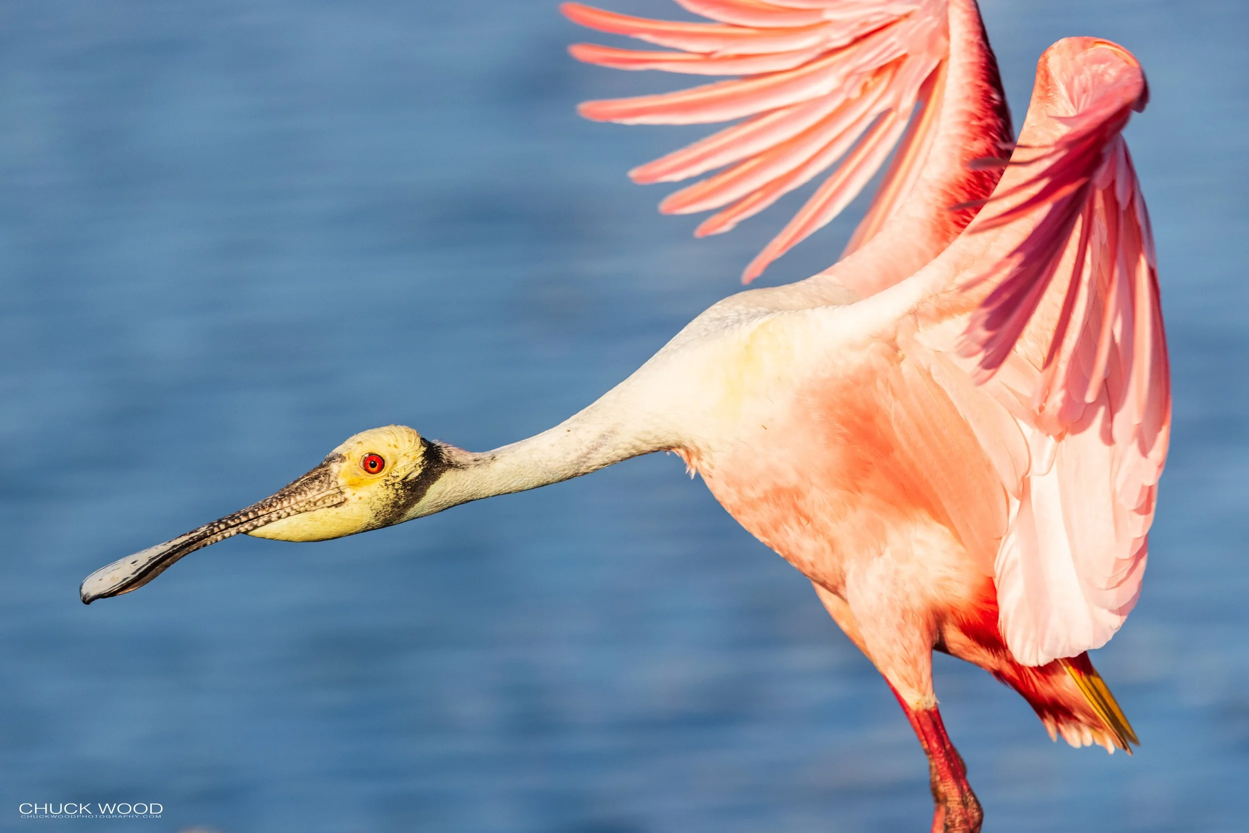  Stick Marsh, FL 2021 