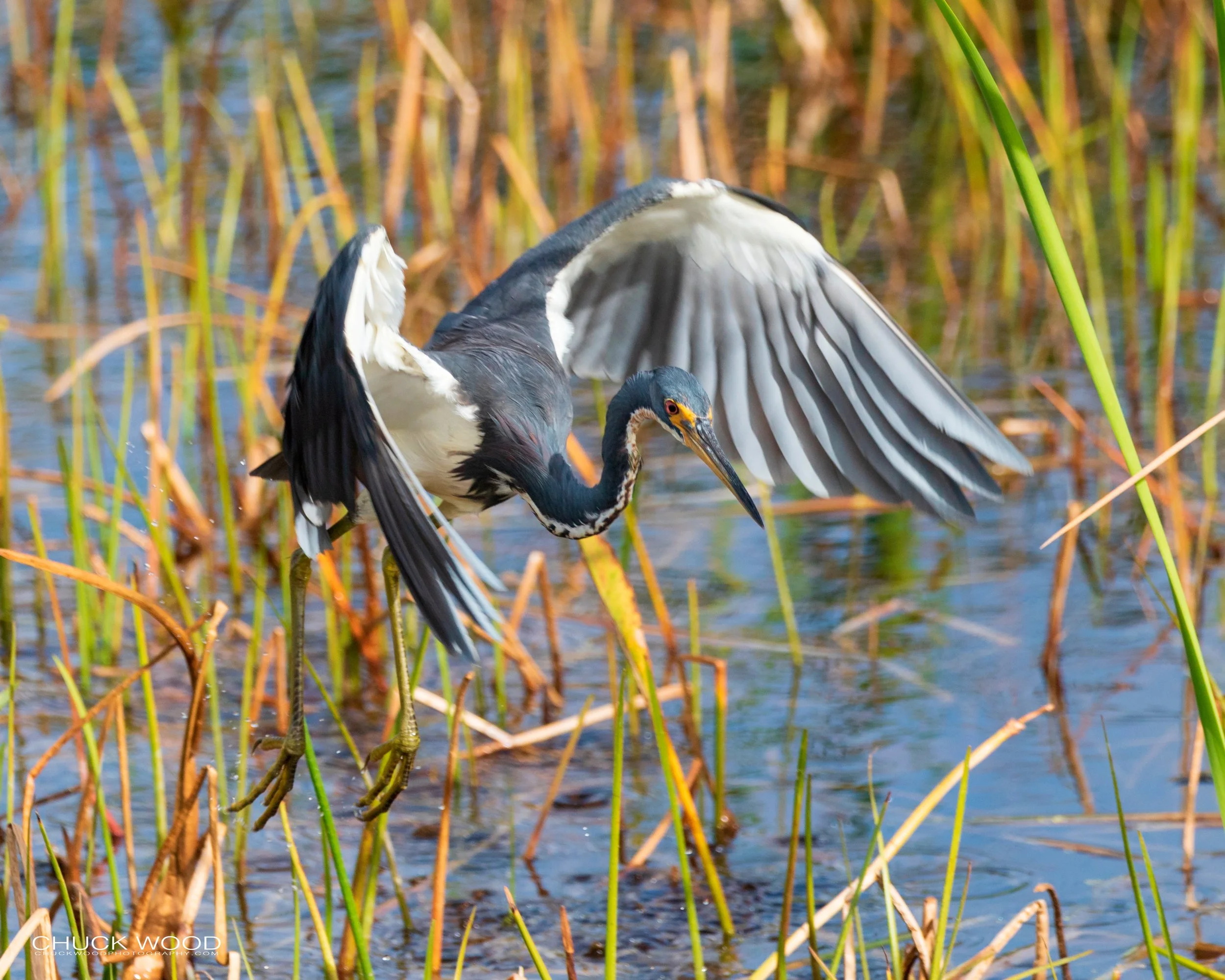  Viera Wetlands, FL 2020 