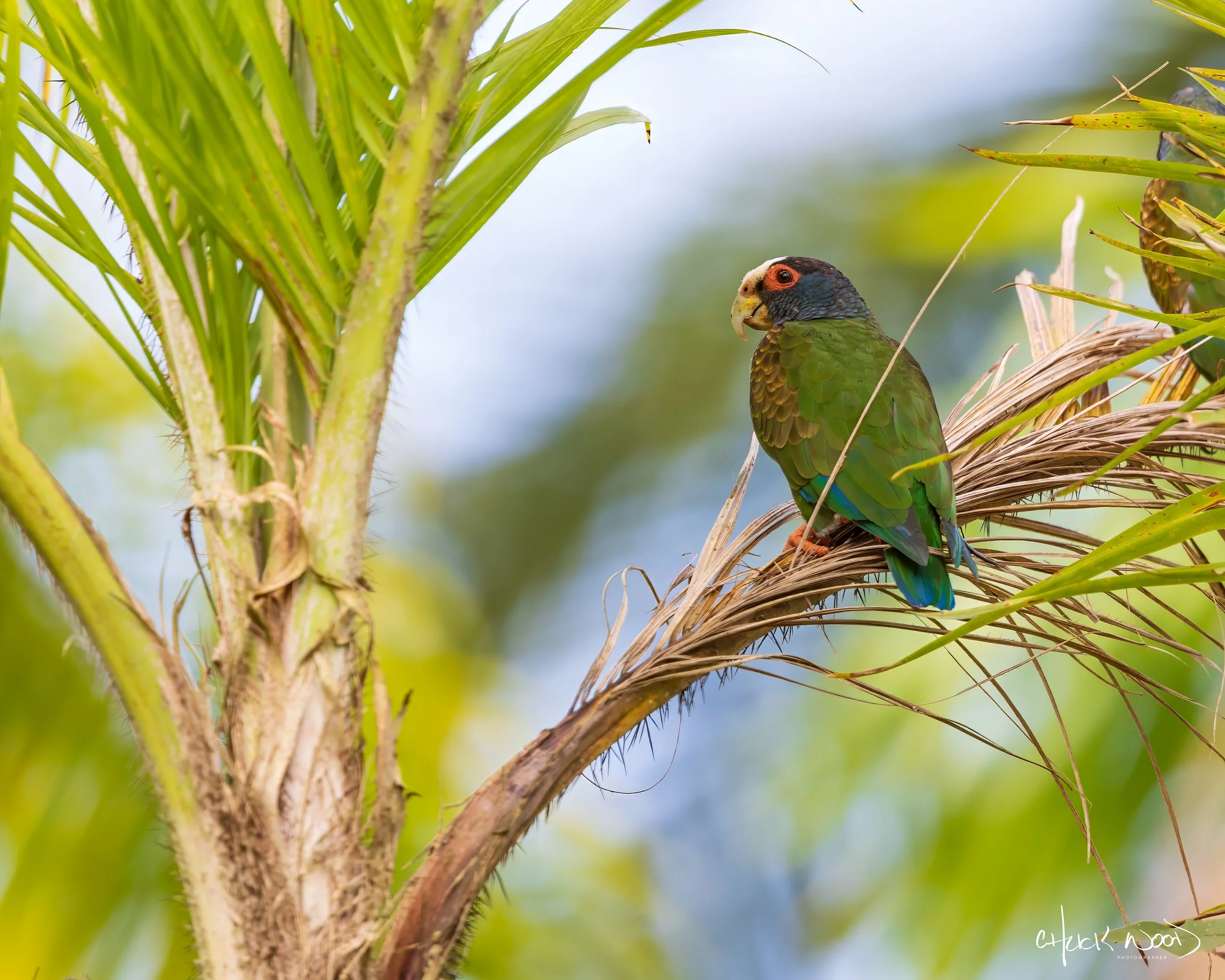  CATIE, Costa Rica 2020 
