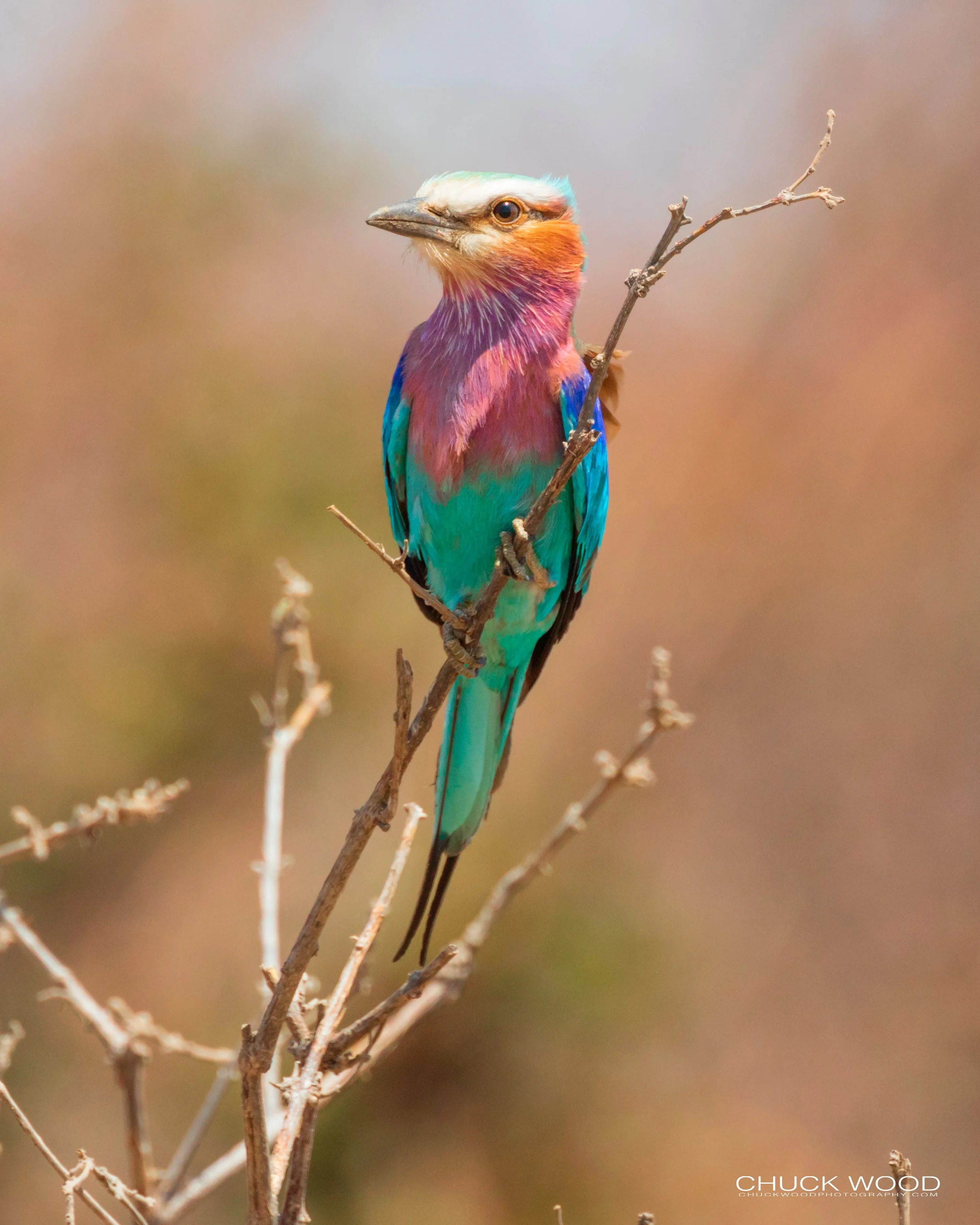  Hwange, Zimbabwe 2019 