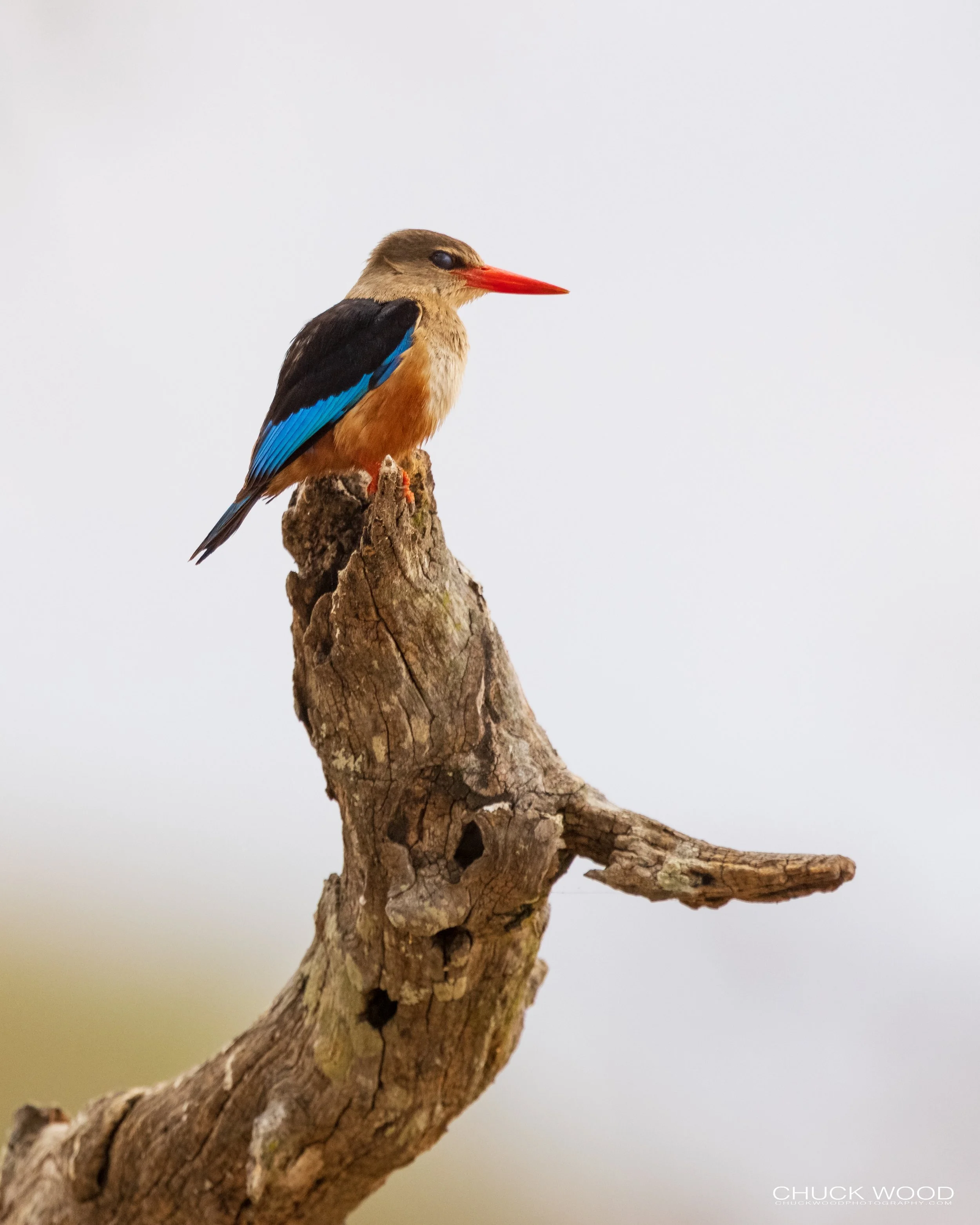  Tarangire, Tanzania 2021 