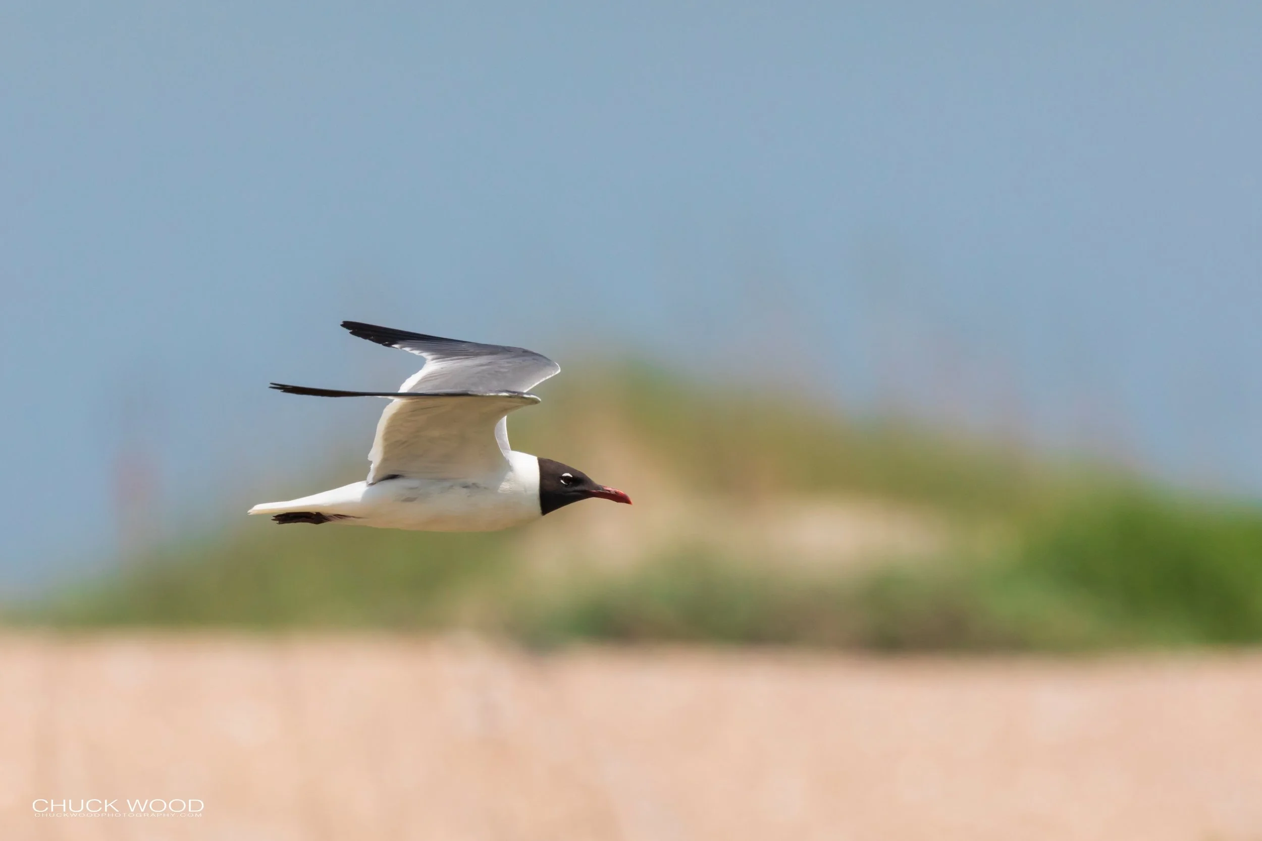 Pea Island, NC 2019 