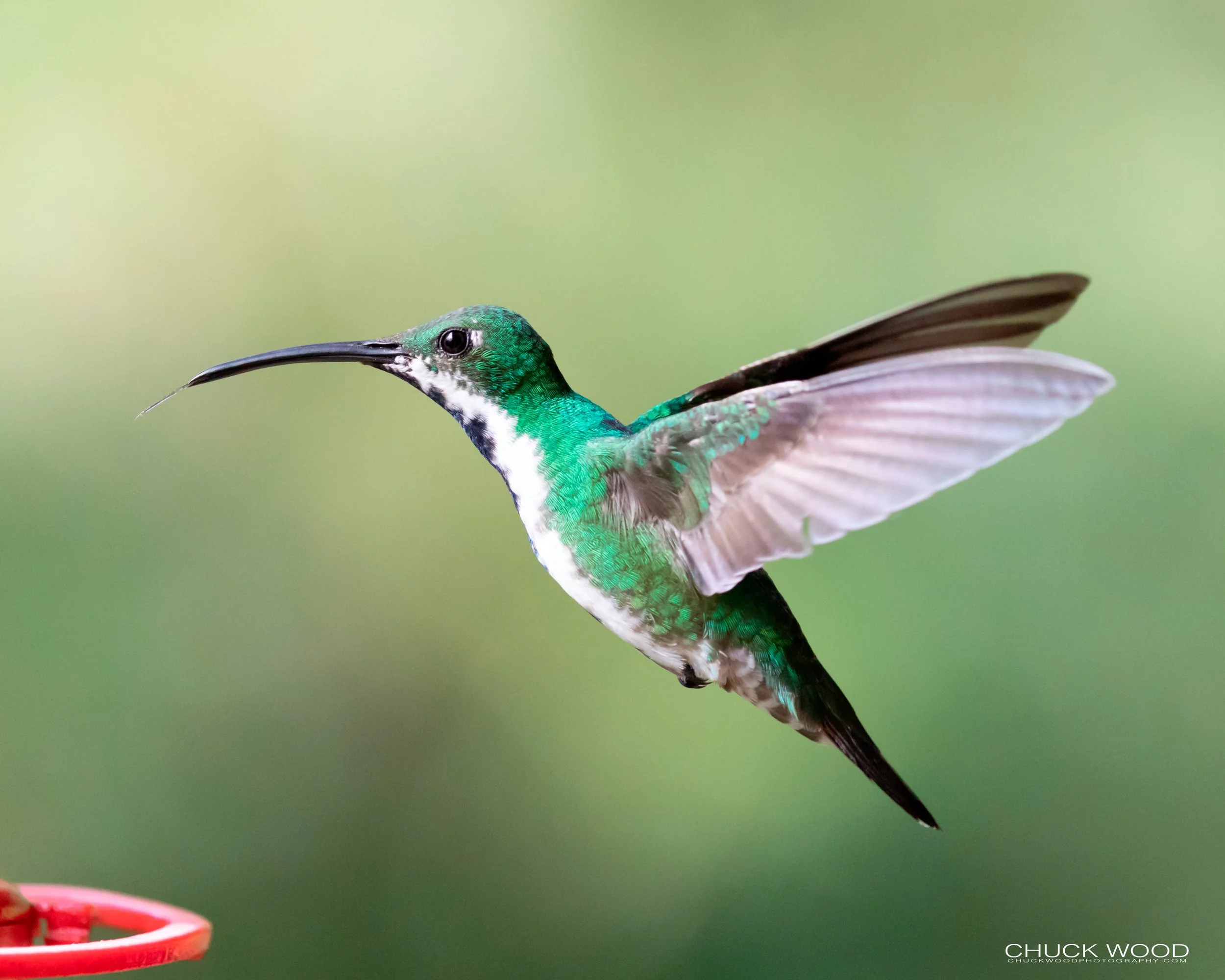  Rancho Naturalista, Costa Rica 2020 