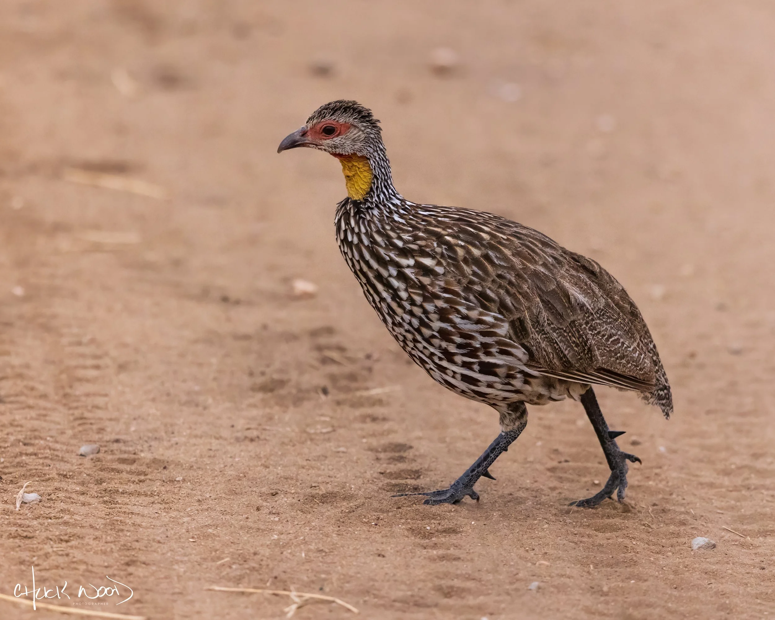  Tarangire, Tanzania 2021 