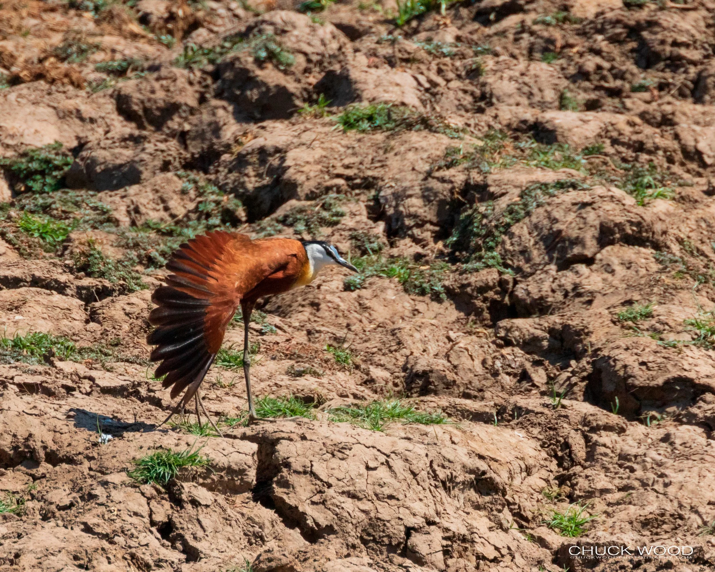  Mana Pools, Zimbabwe 2019 