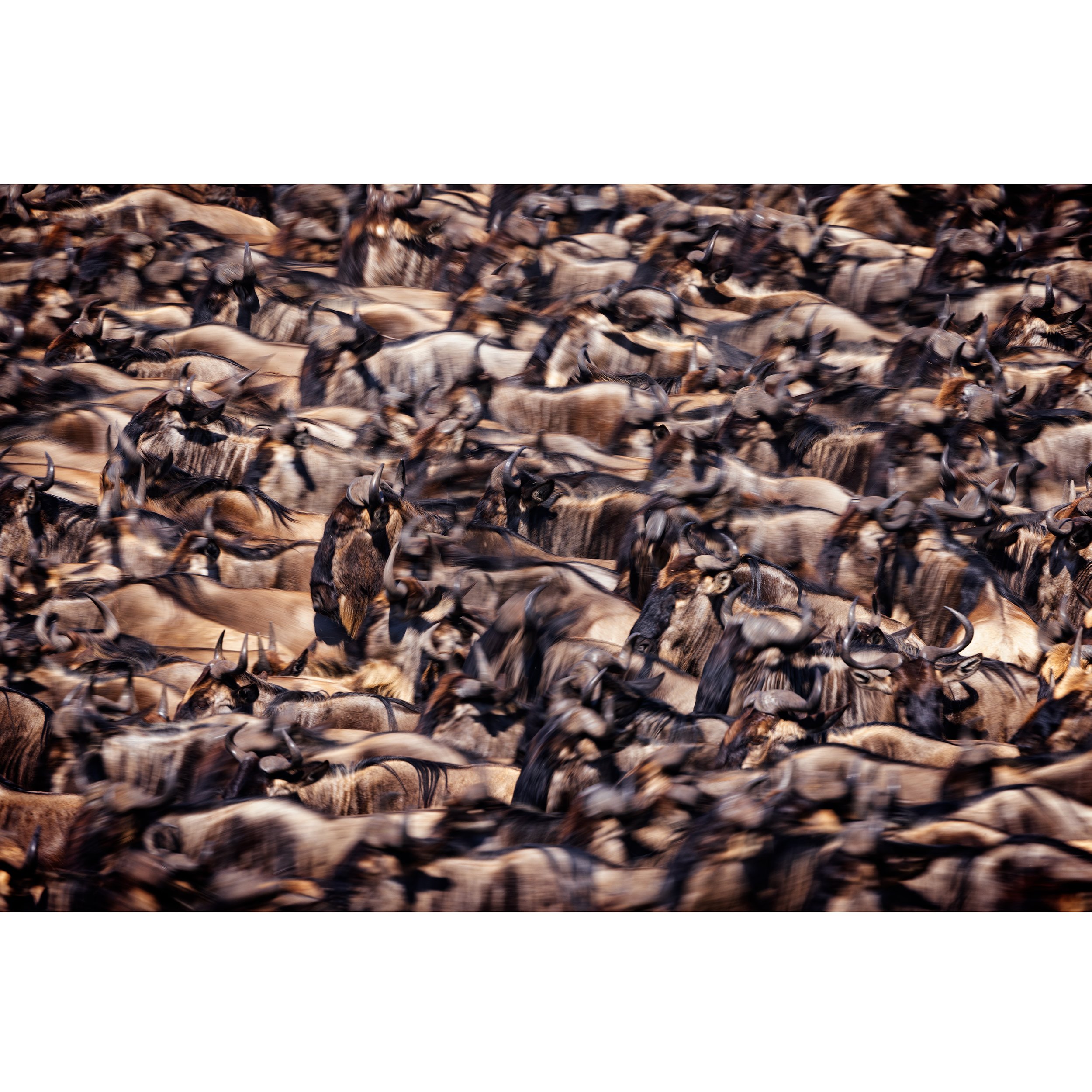 Mara-River-Crossing-2021-square.jpg