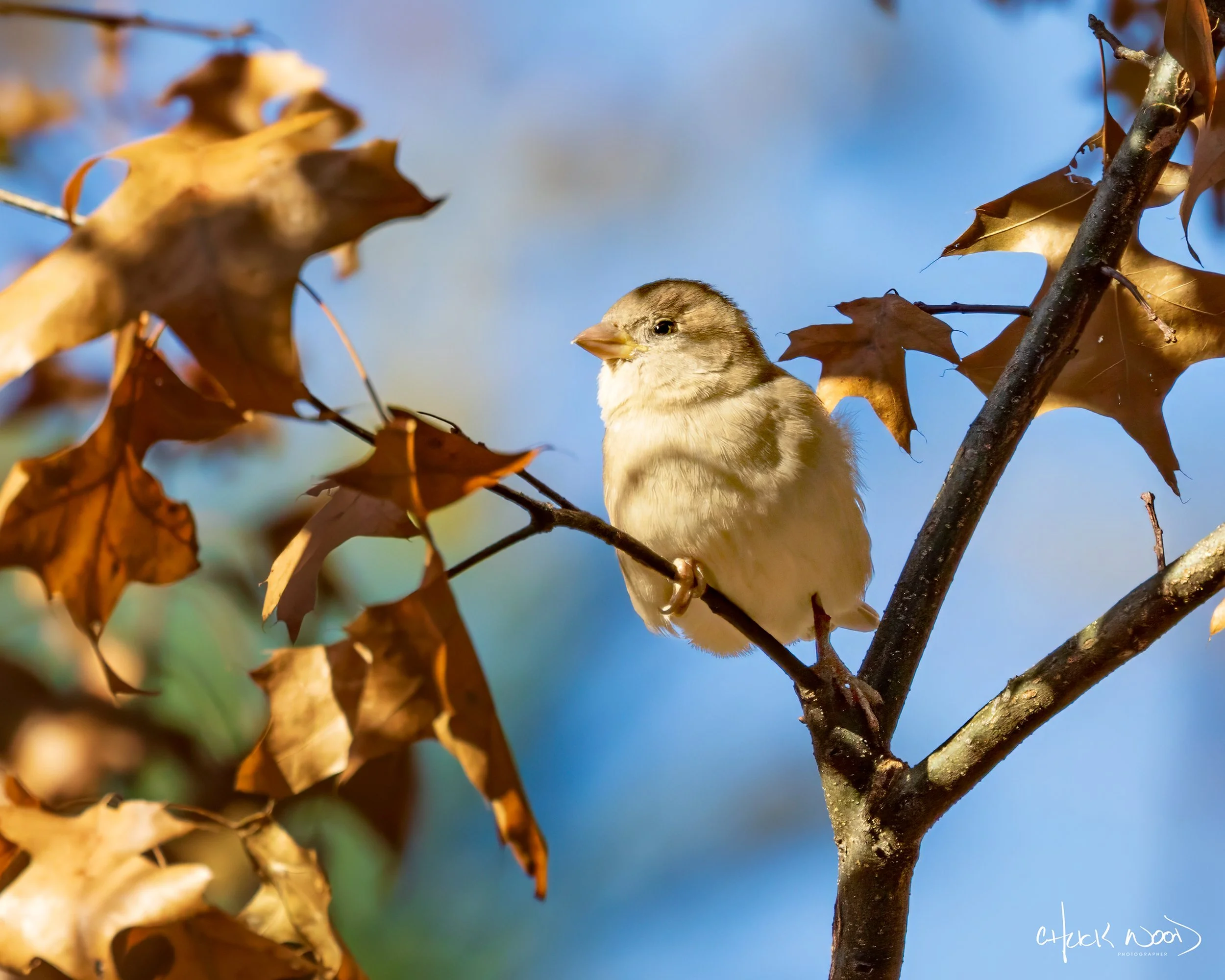  Central Park NYC, 2019 