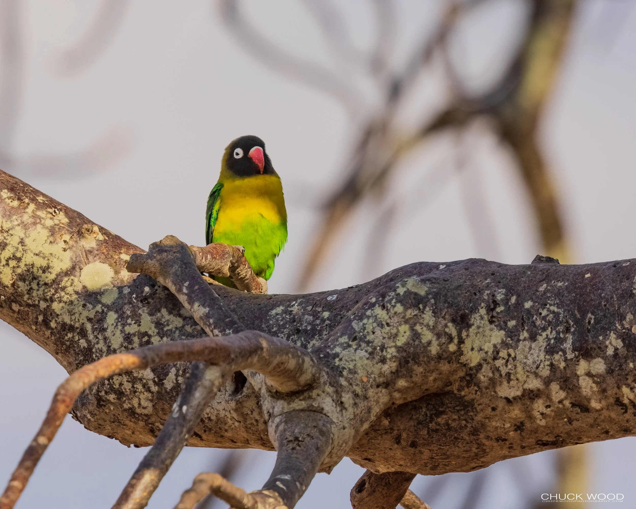  Tarangire, Tanzania 2021 