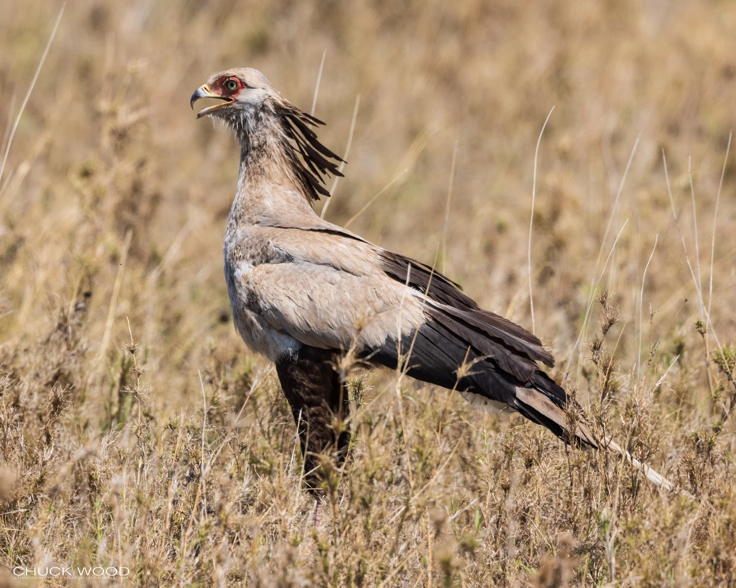   Serengeti, Tanzania 2021 