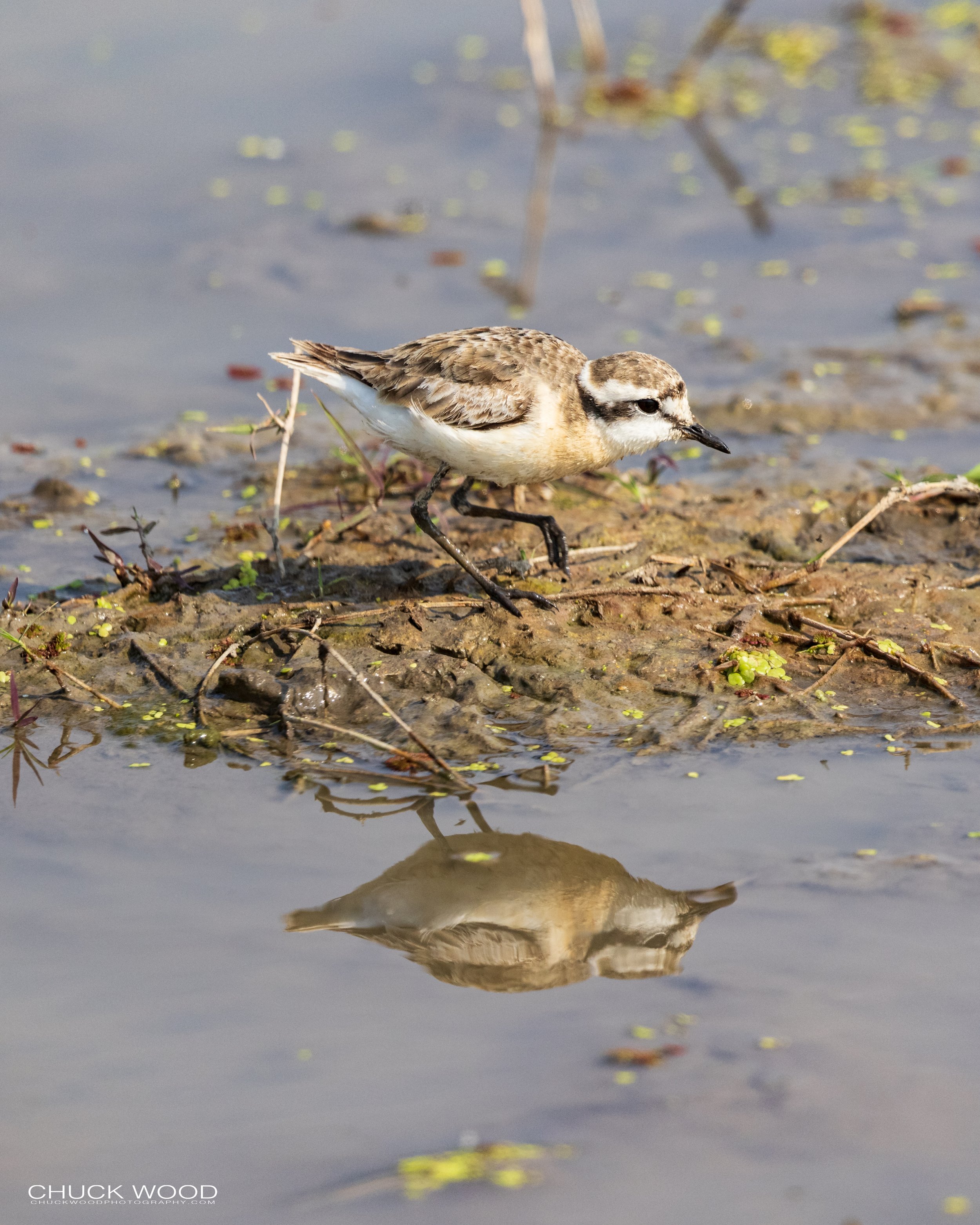  Ngorongoro Crater, Tanzania 2021 