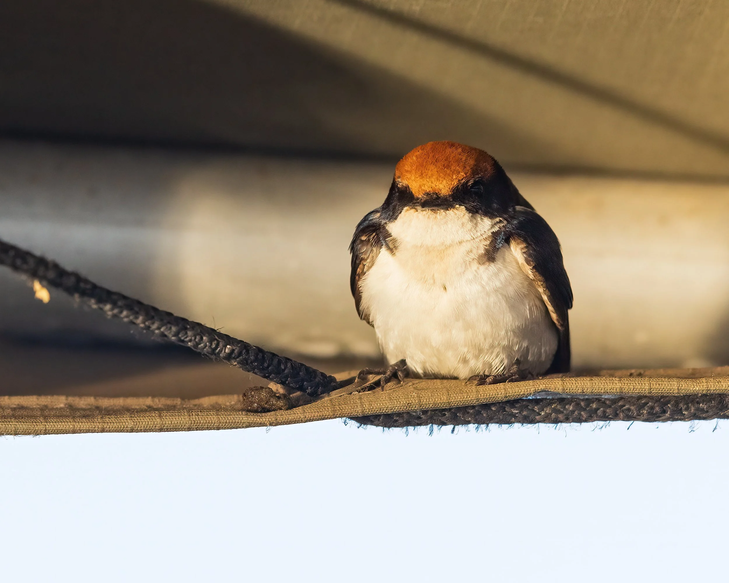  Chobe River, Botswana 2023 