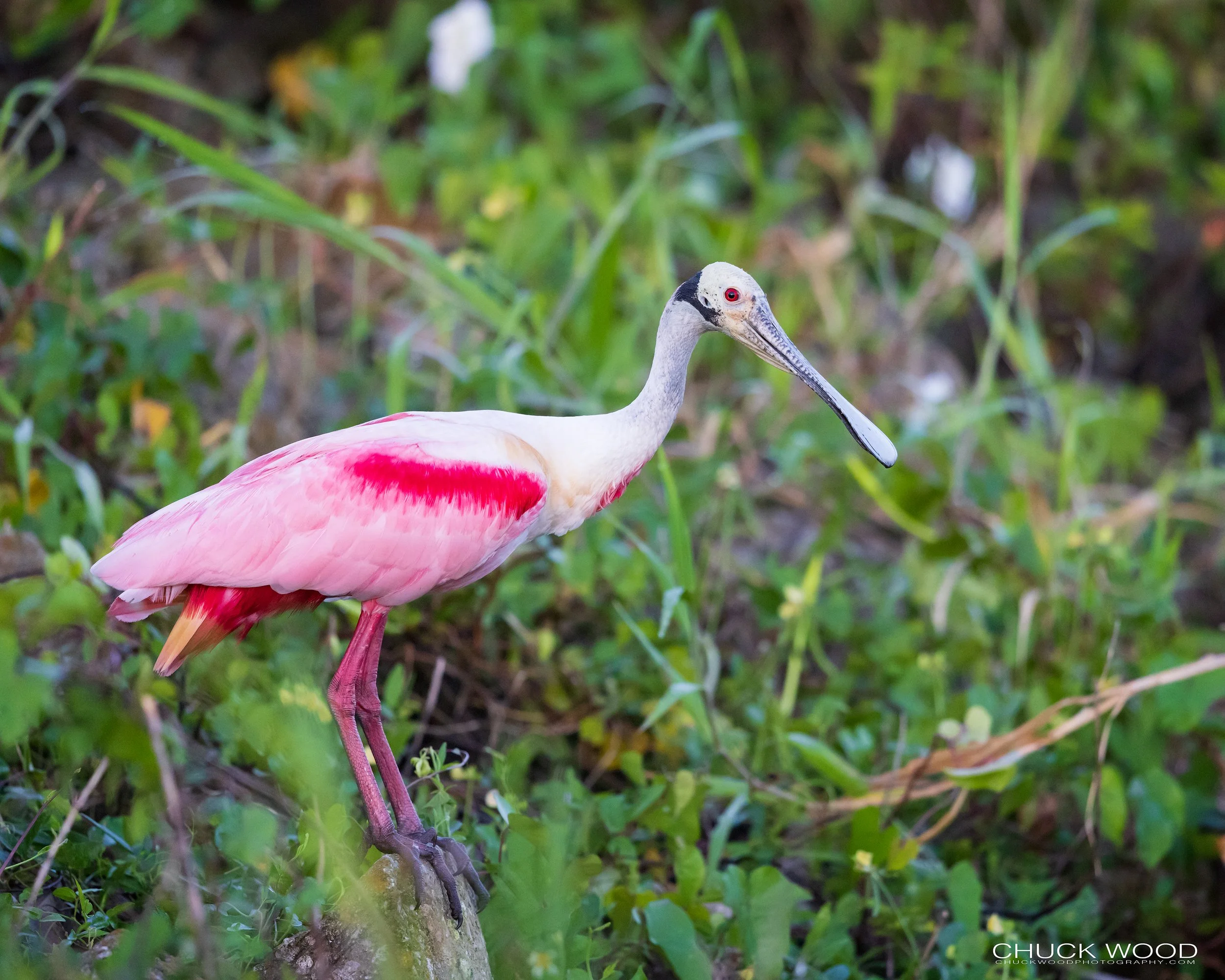  Stick Marsh, FL 2022 
