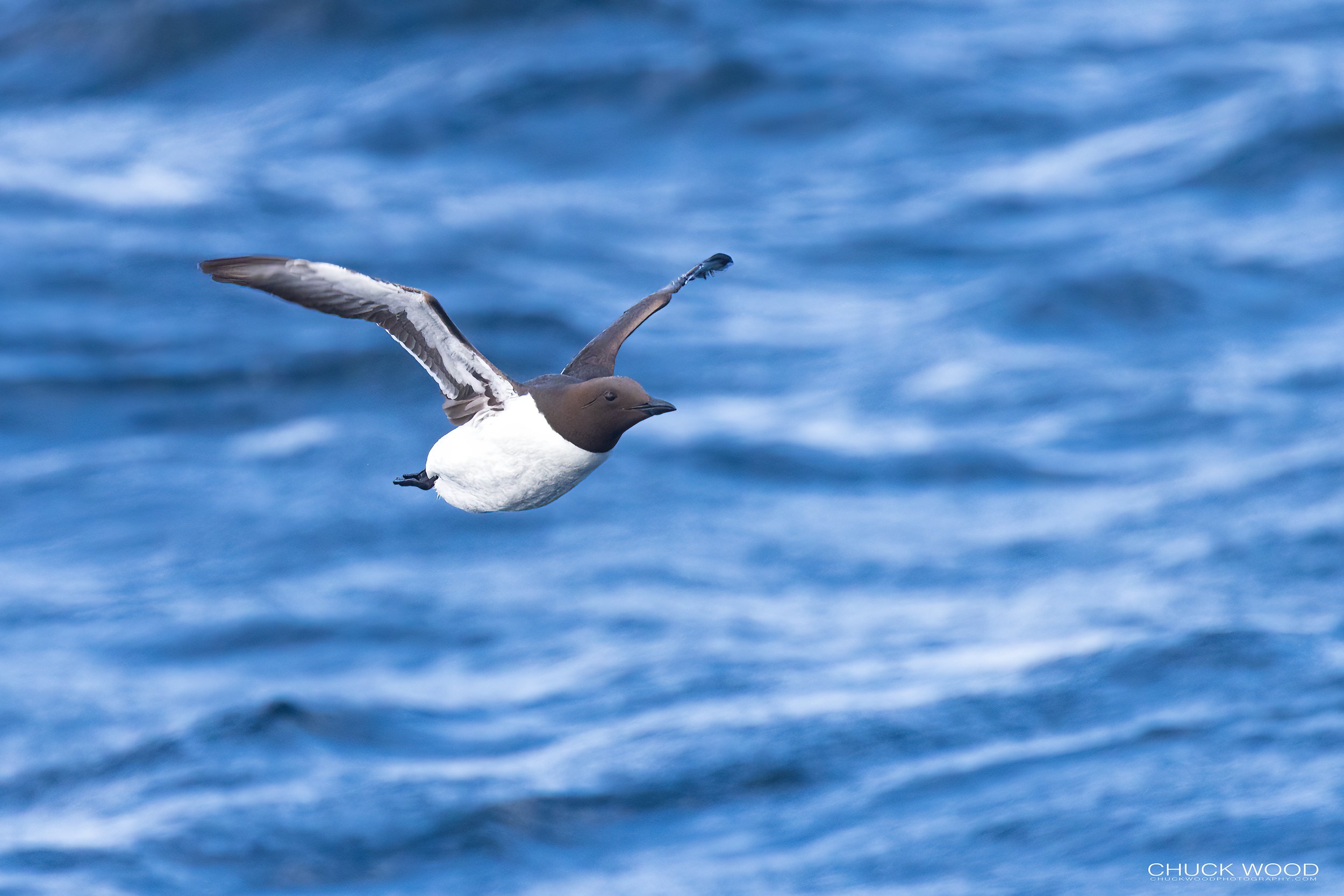   Williston NWR, NL 2022 