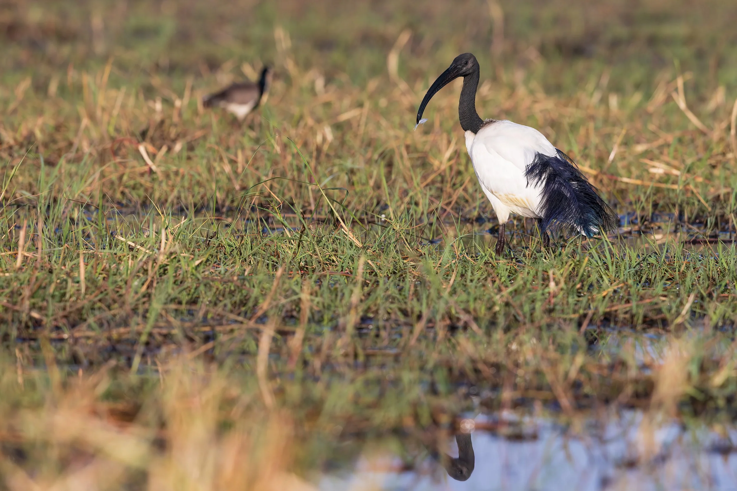  Chobe River, Botswana 2023 
