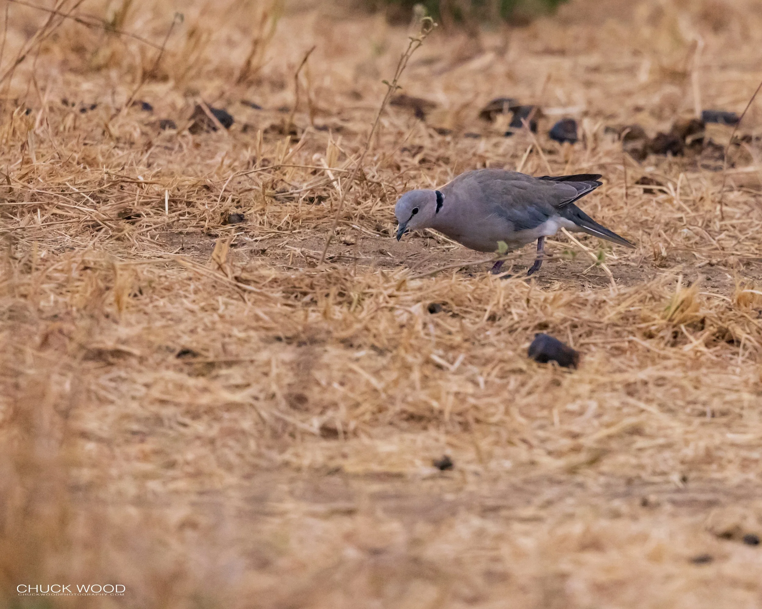  Tarangire, Tanzania 2021 