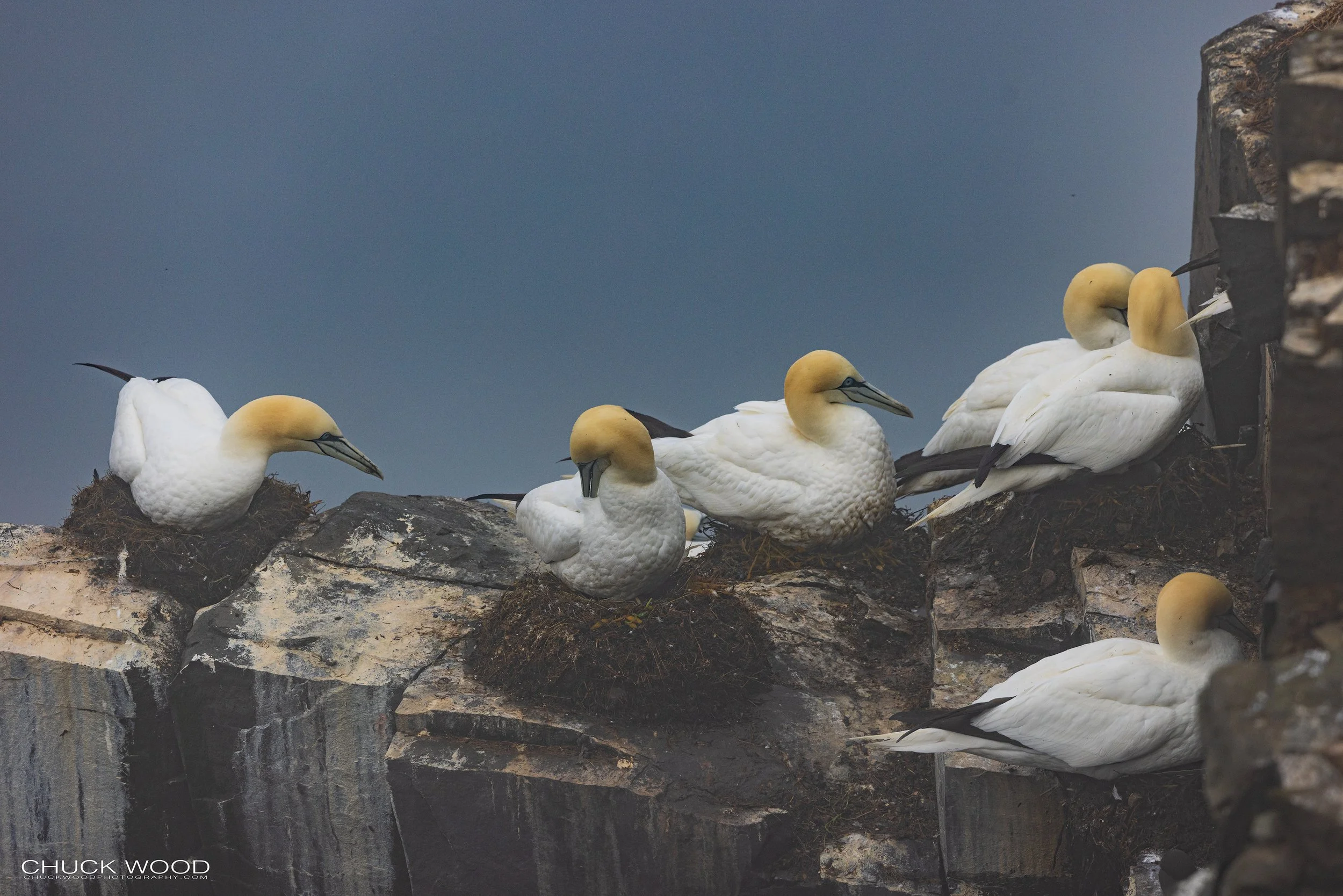  Cape St. Marys, NL 2022 