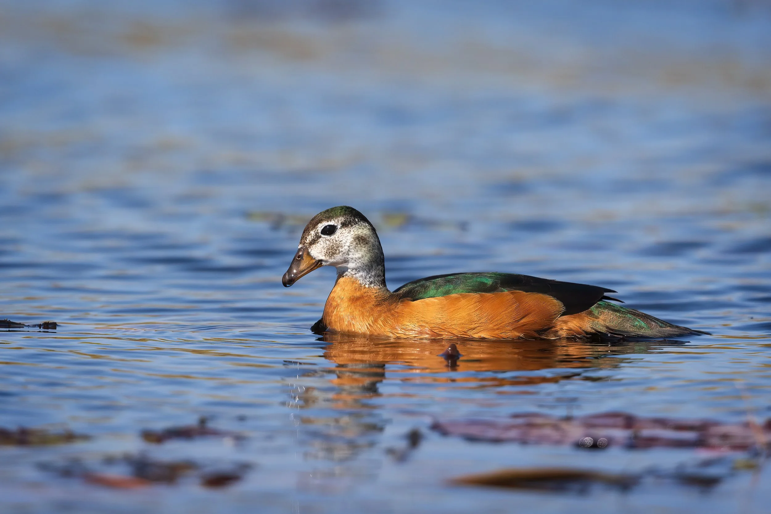  Moremi, Botswana 2023 