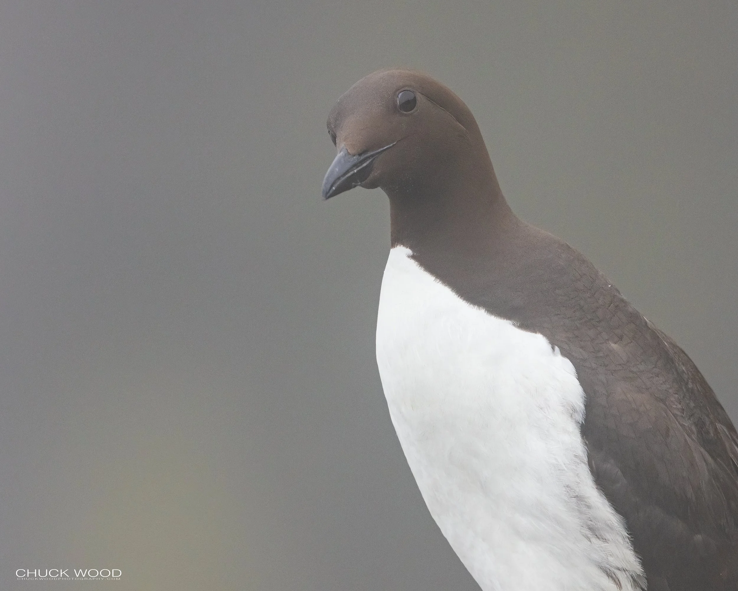   Cape St. Marys, NL 2022 