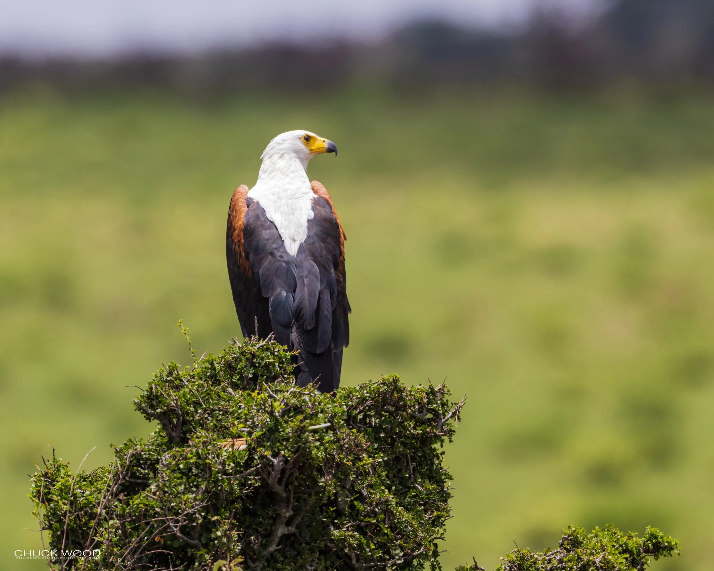  Serengeti, Tanzania 2021 