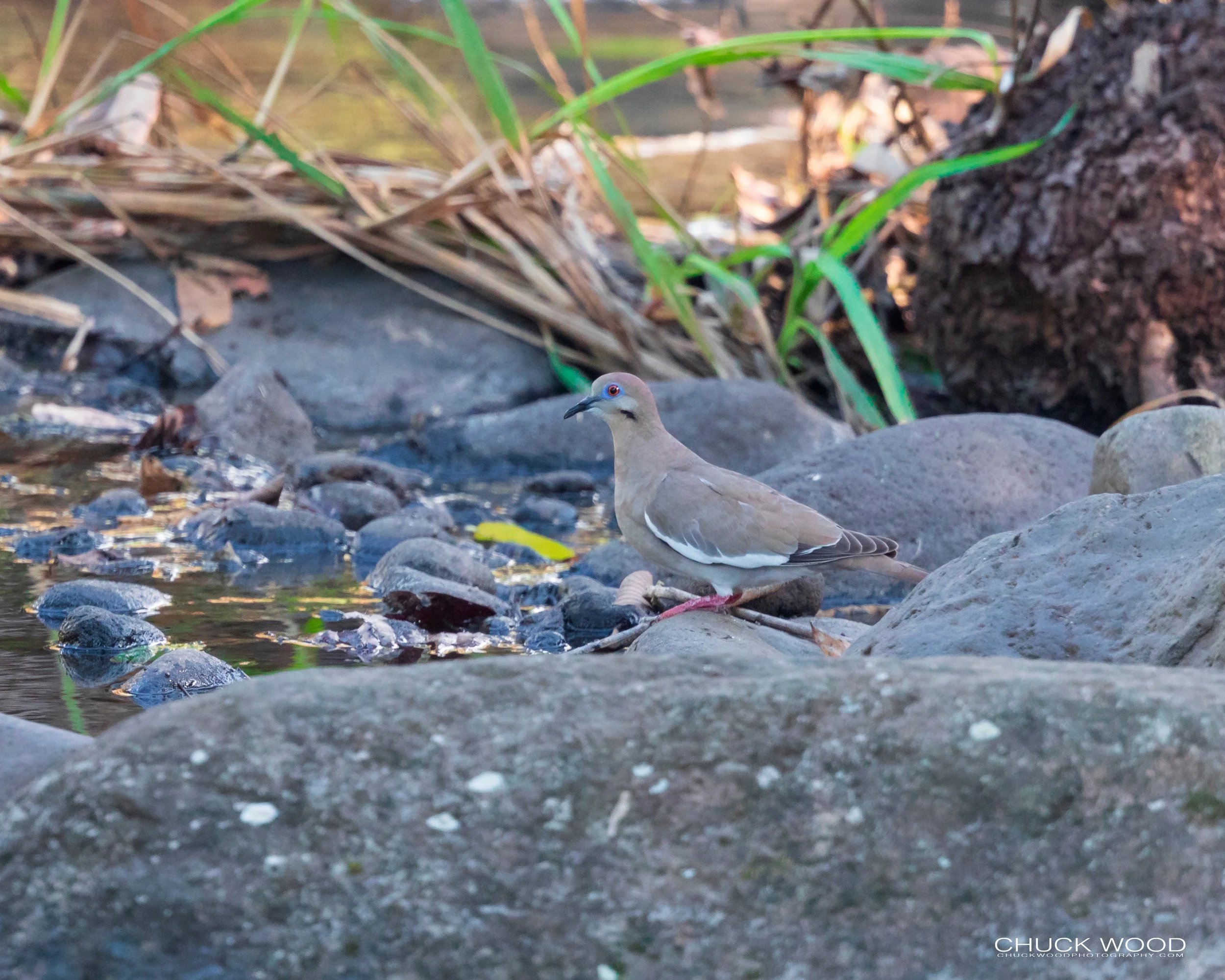  River Tuis Valley, Costa Rica 2020 