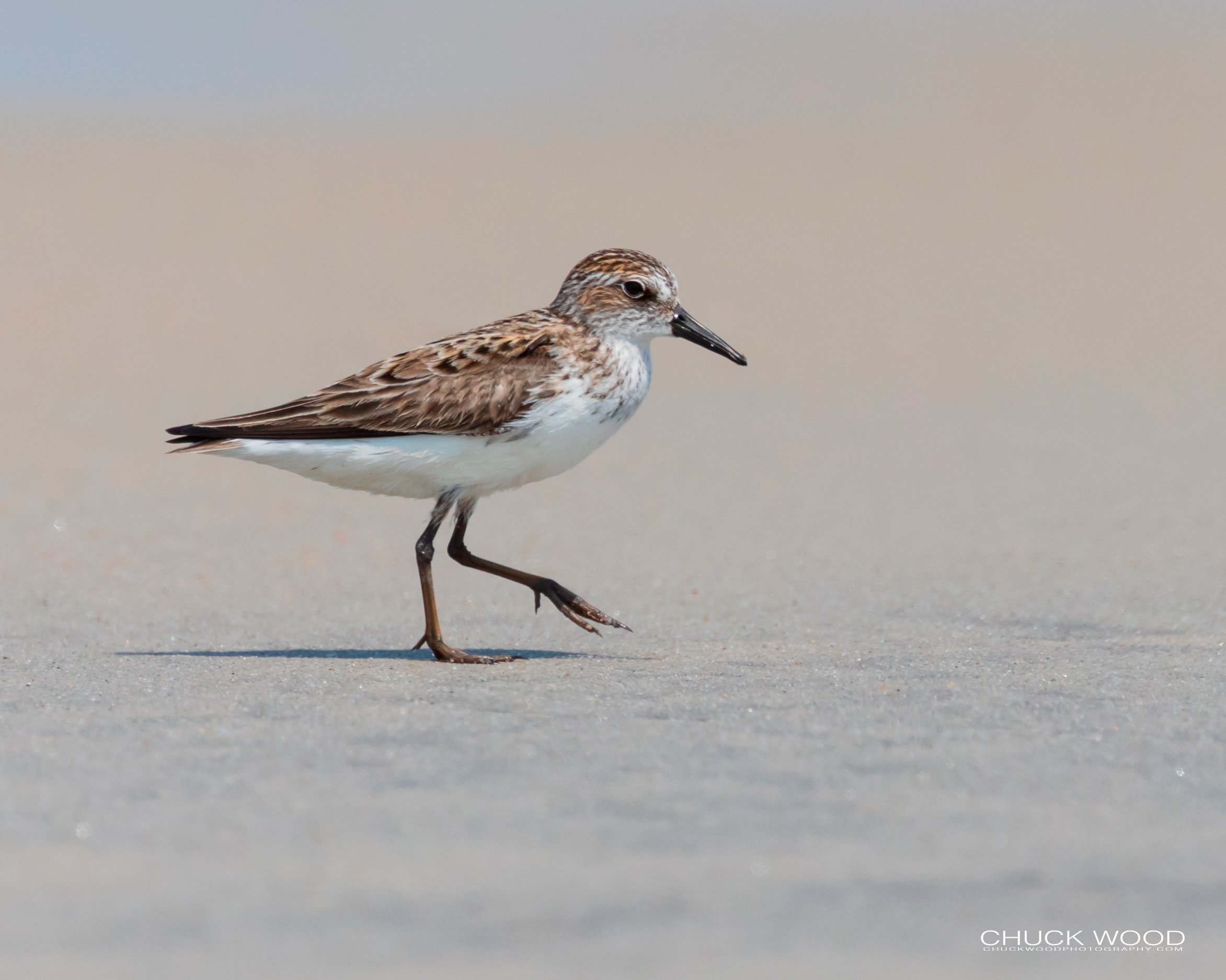  Pea Island NWR, NC 2019 