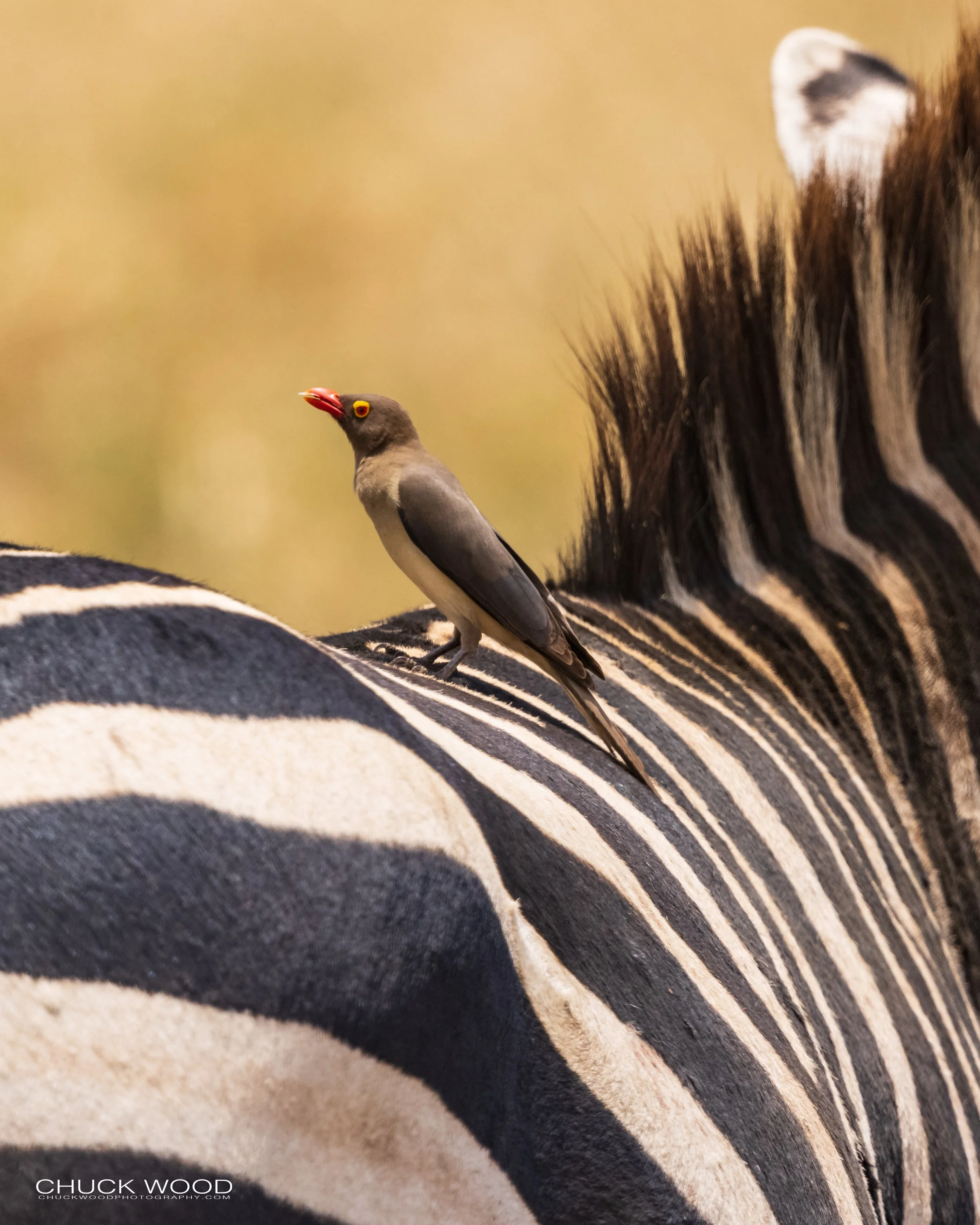  Ngorongoro Crater, Tanzania 2021 
