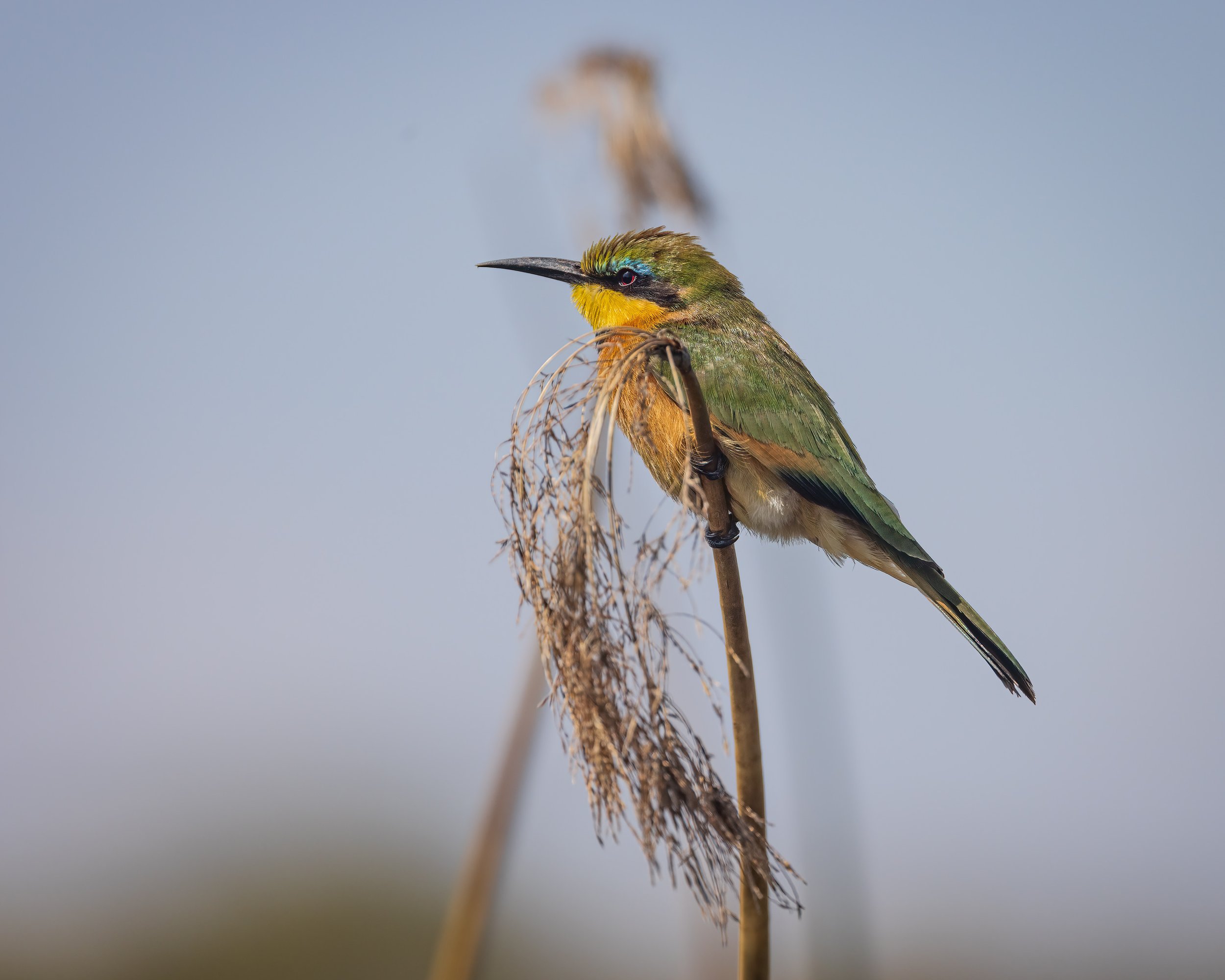  Khwai, Botswana 2023 