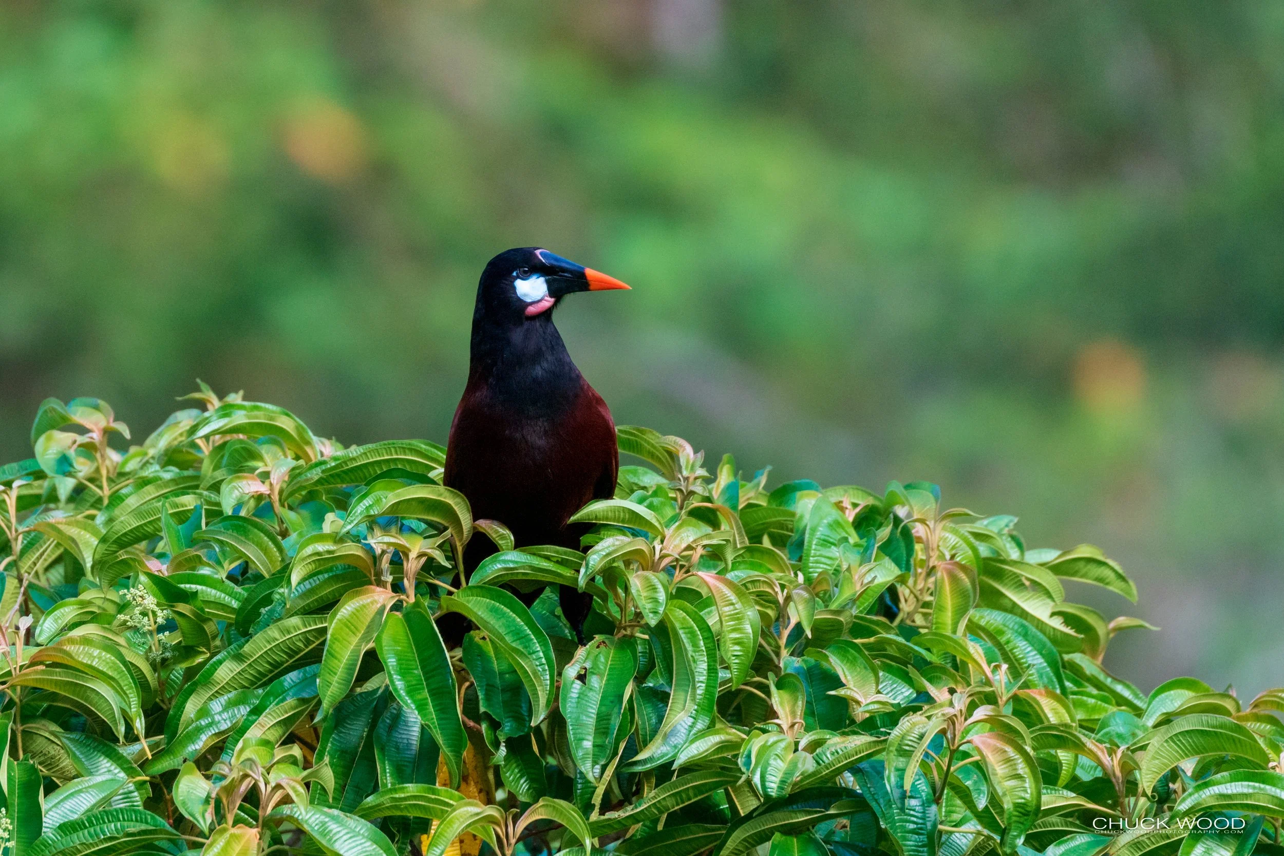  Rancho Naturalista, Costa Rica 2020 