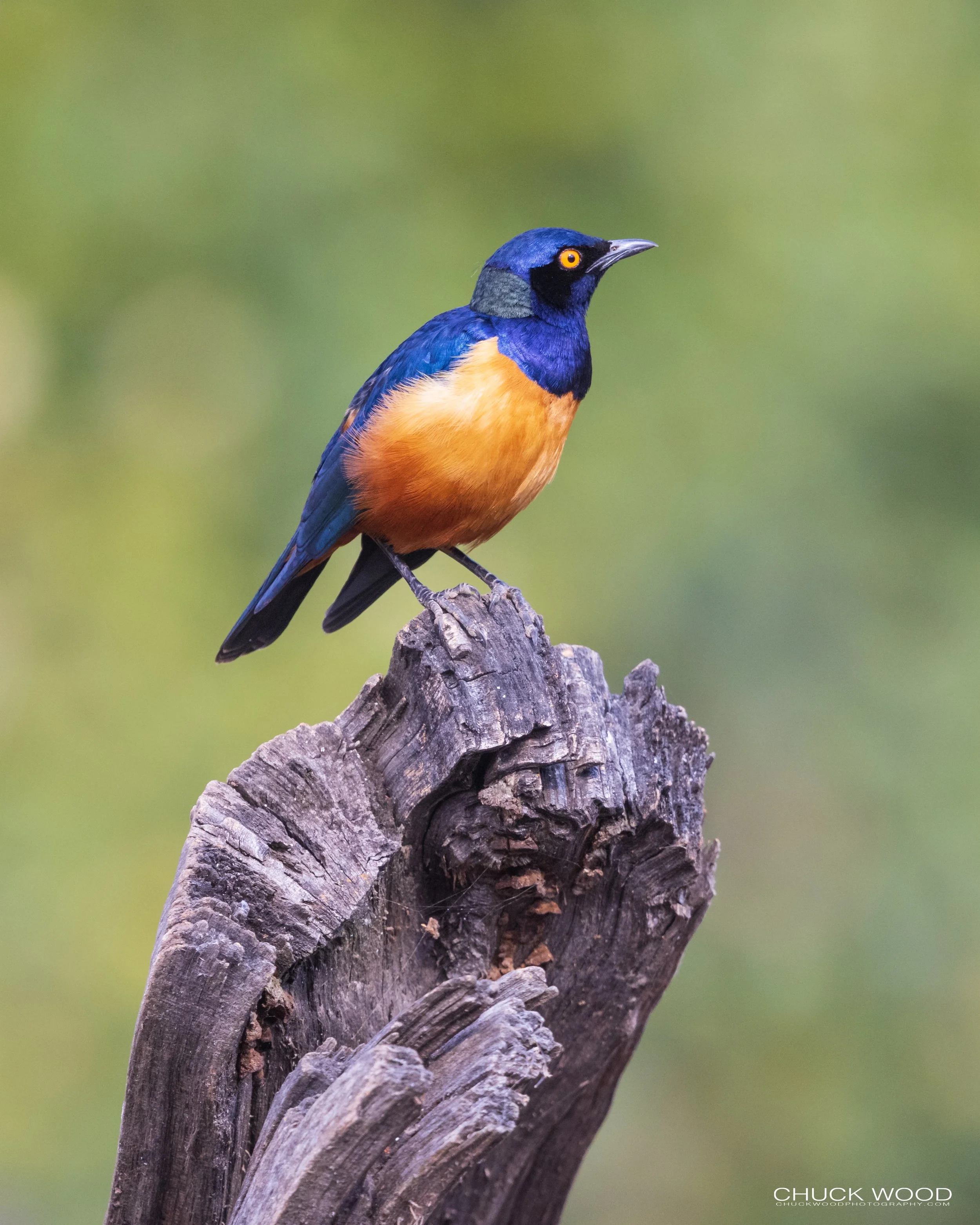   Ngorongoro Crater, Tanzania 2021 