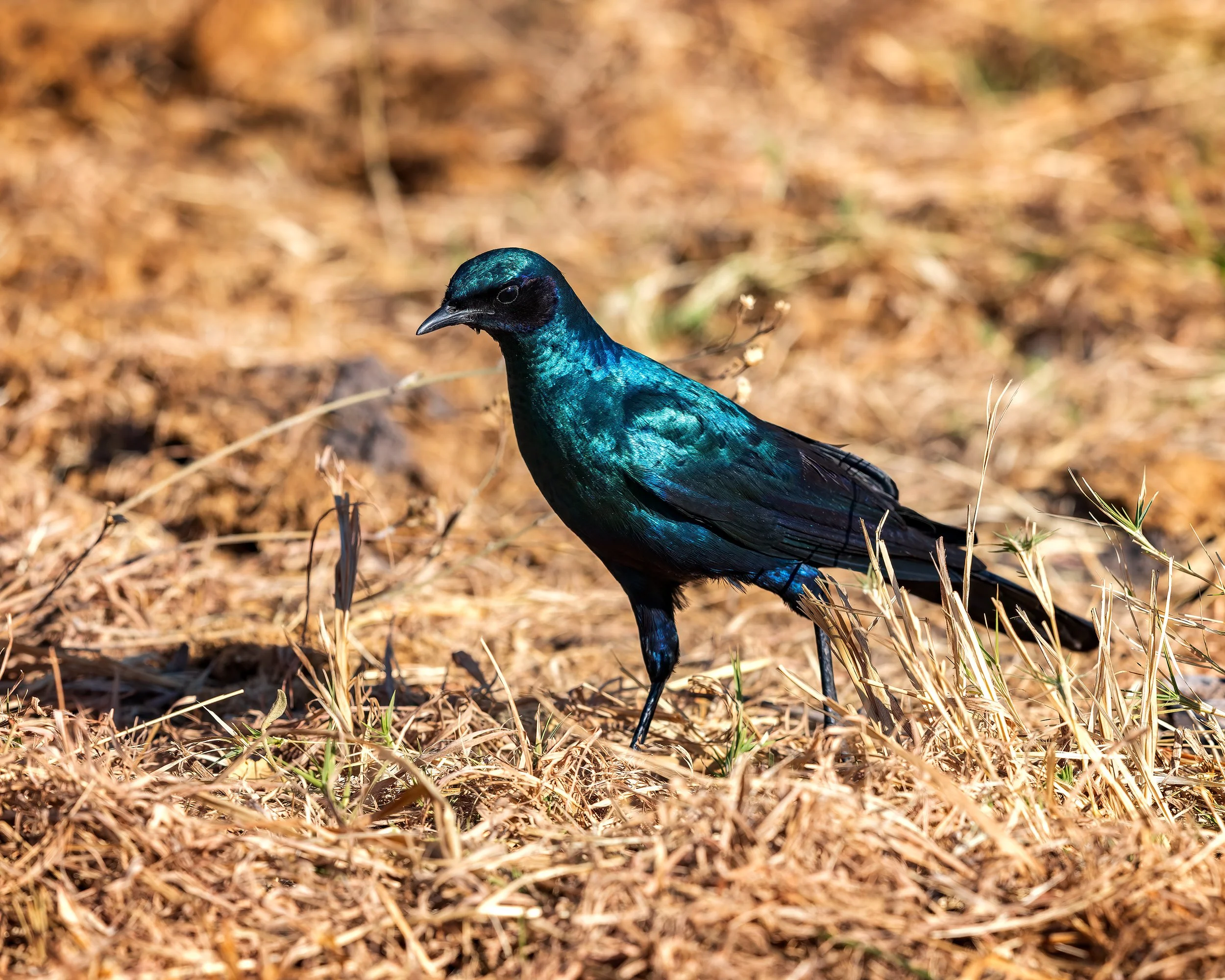  Moremi, Botswana 2023 