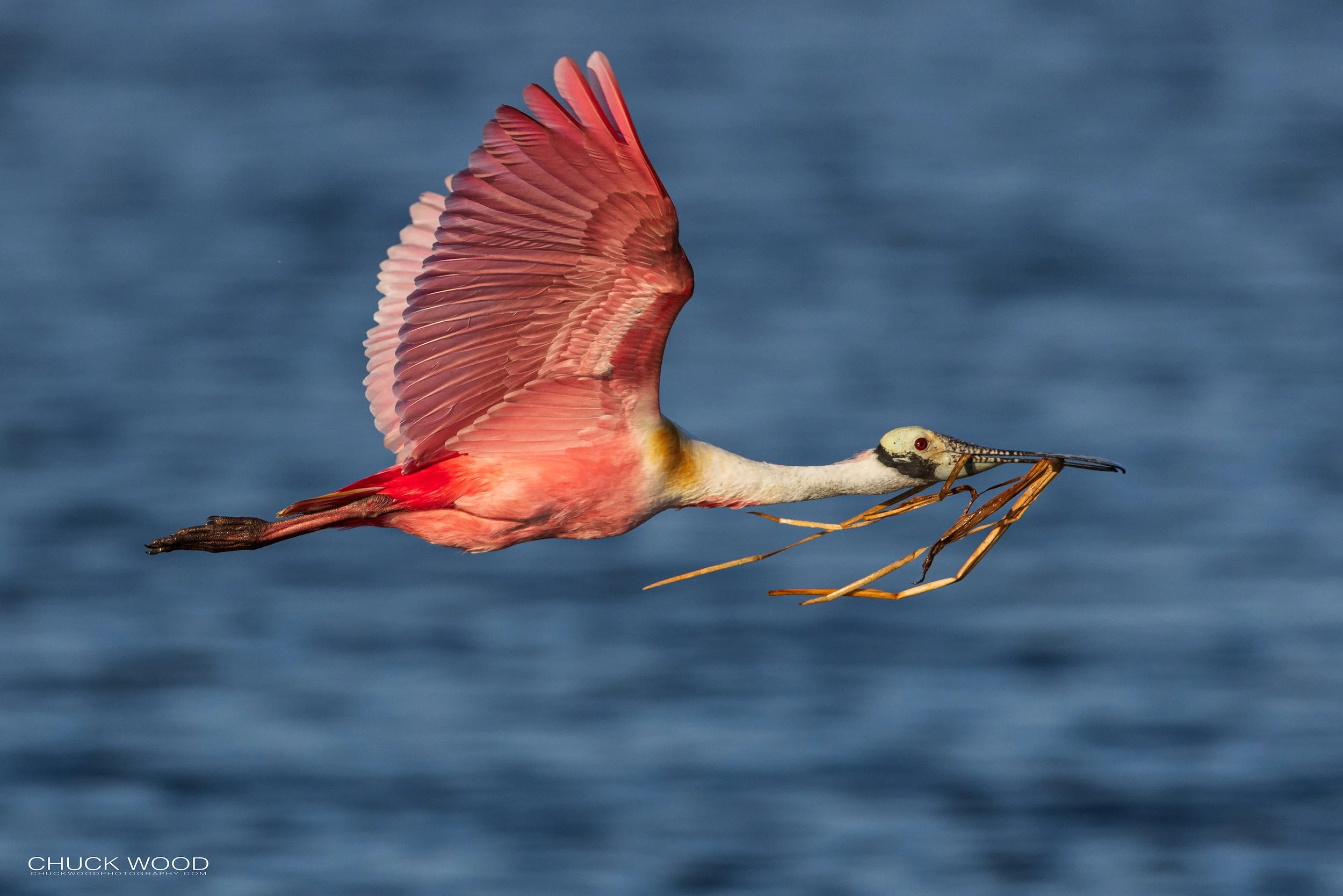  Stick Marsh, FL 2022 