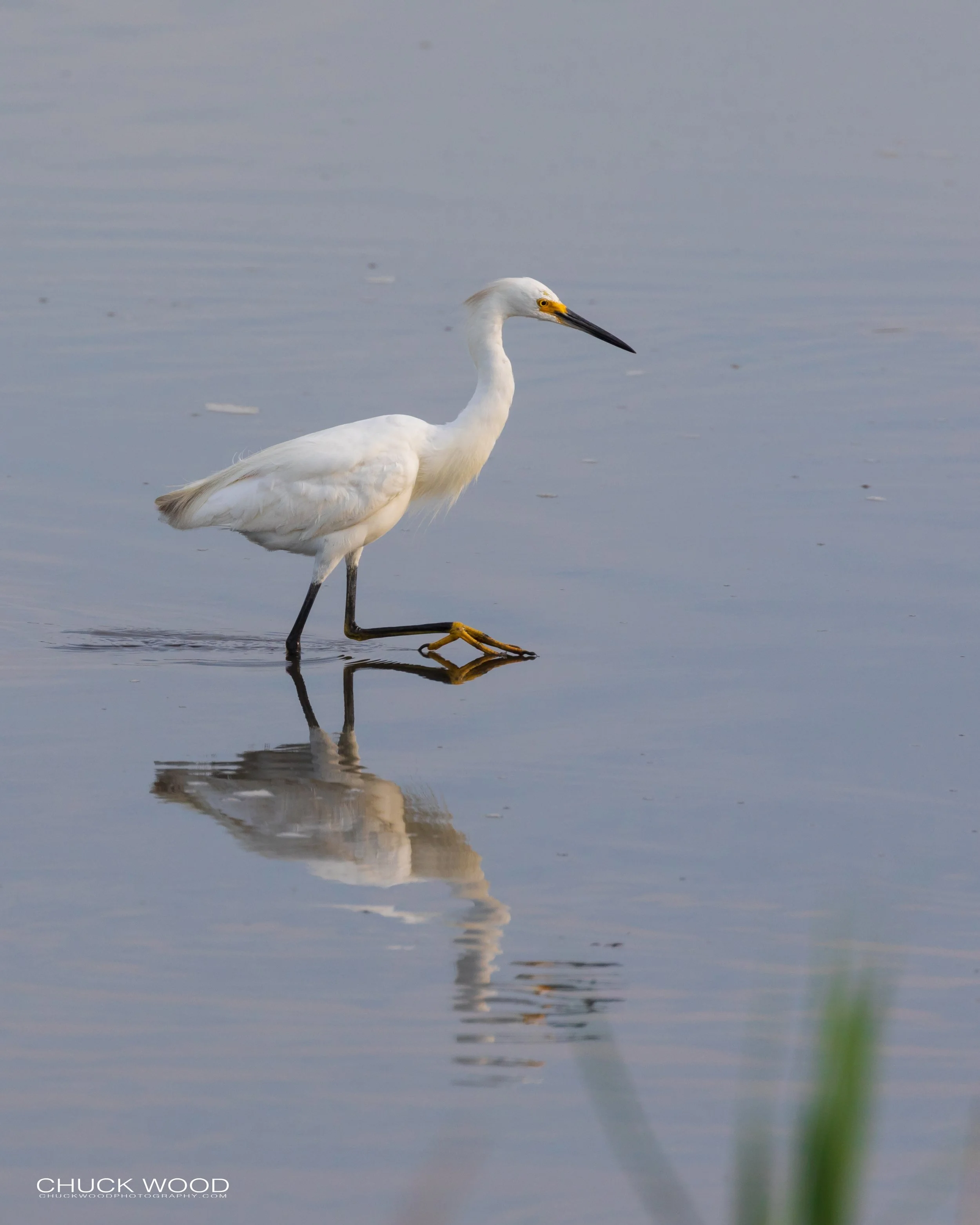  Forsythe NWR, NJ 2019 