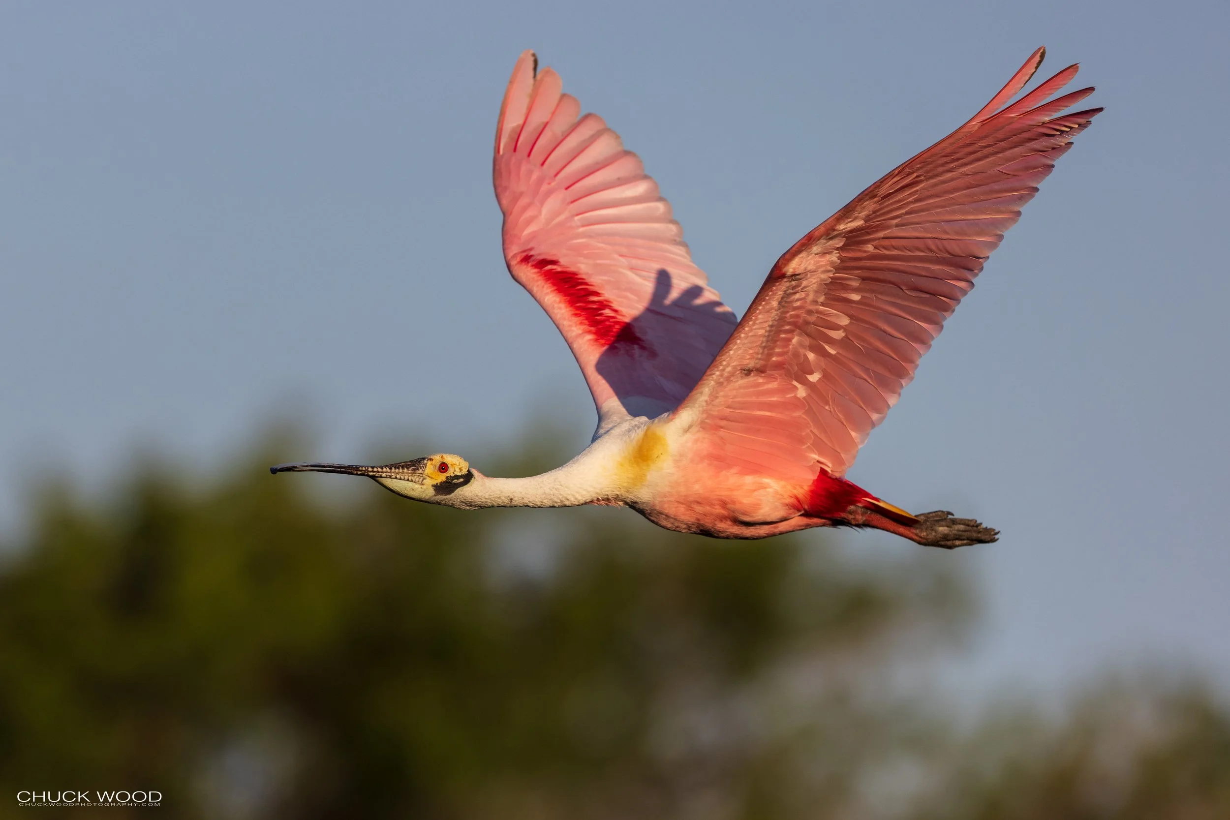  Stick Marsh, FL 2021 