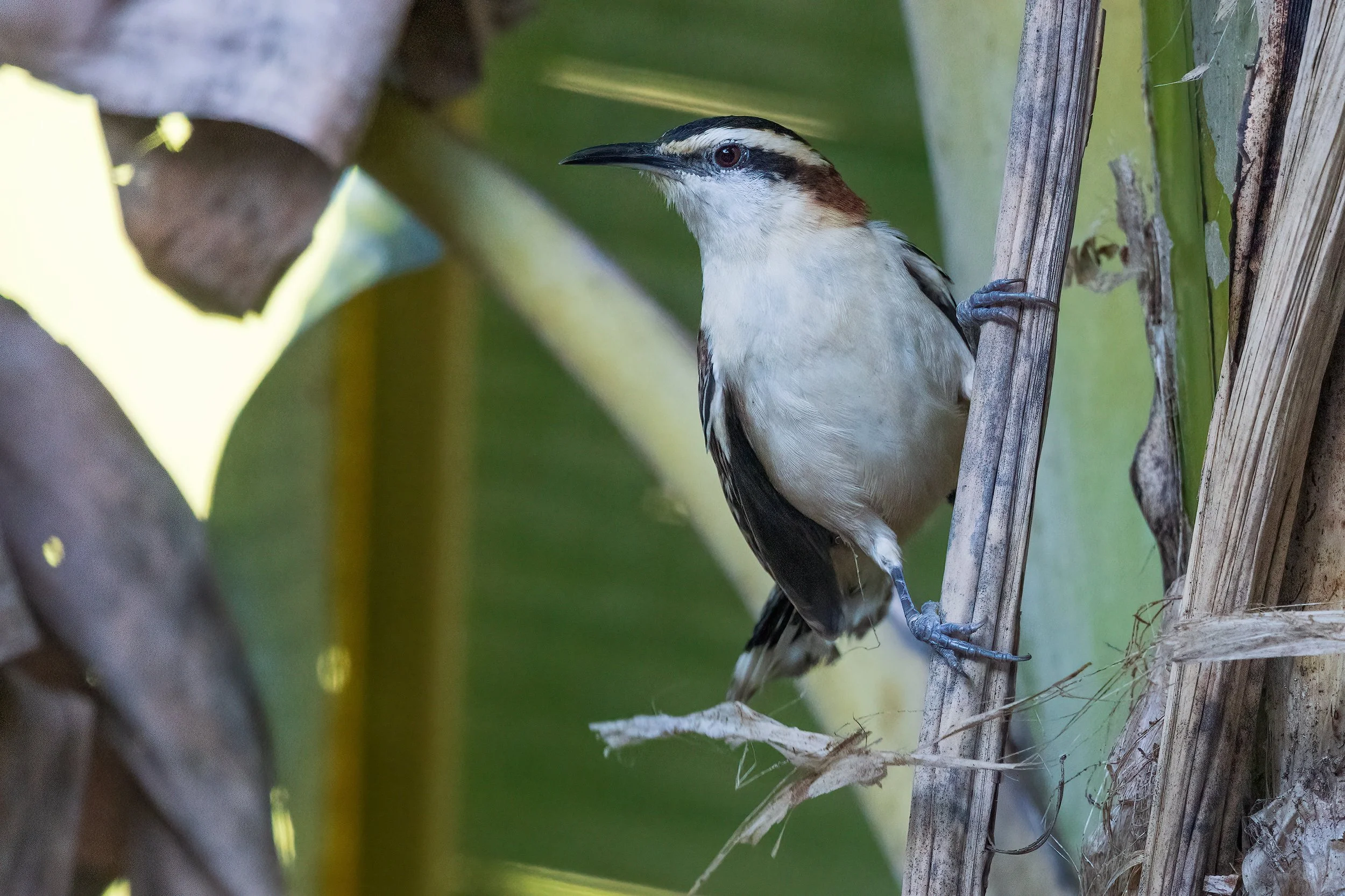  Carara NP, Costa Rica 2023 