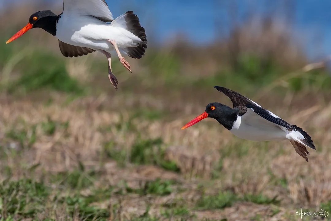  Forsythe NWR, NJ 2019 