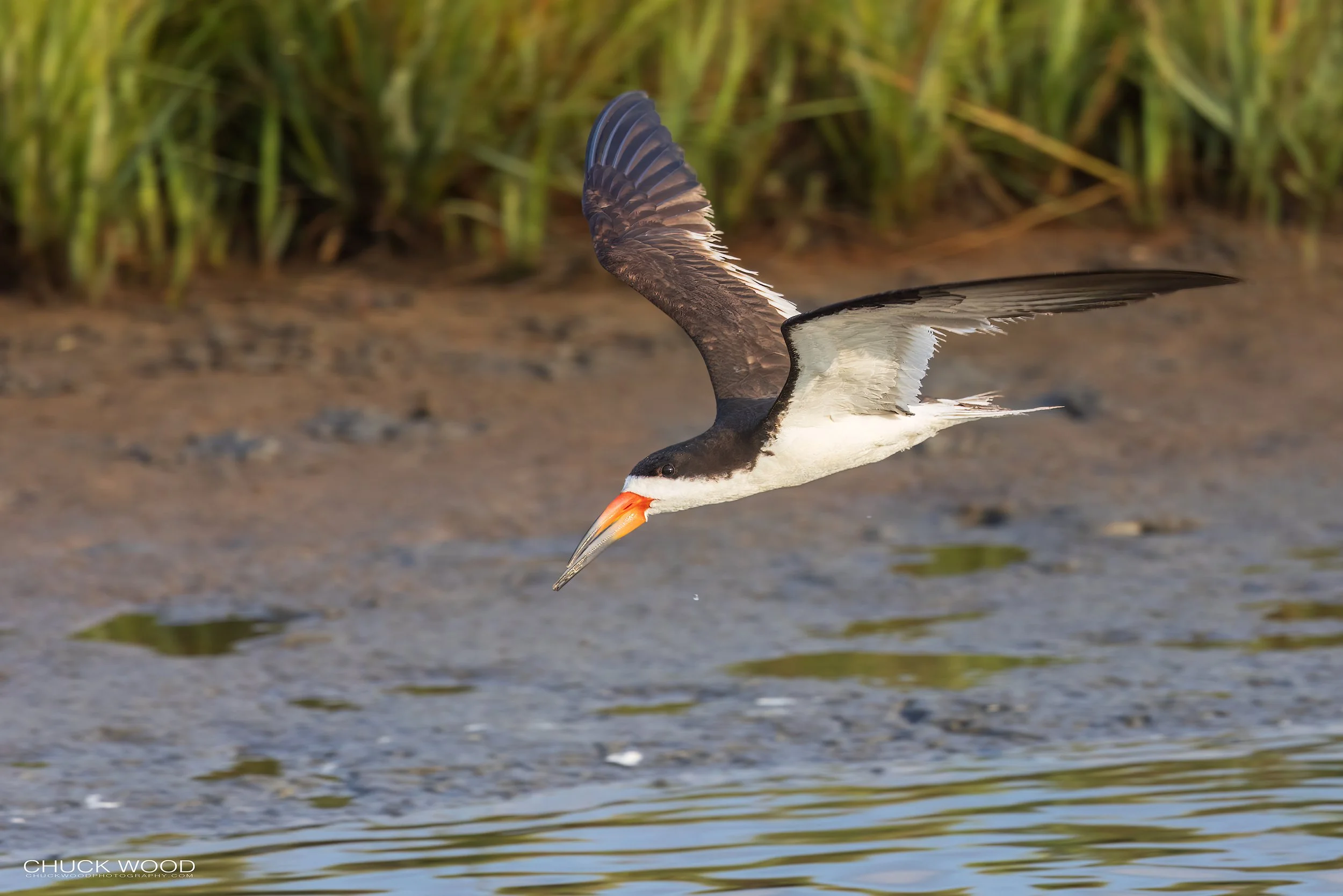  Forsythe NWR, NJ 2022 