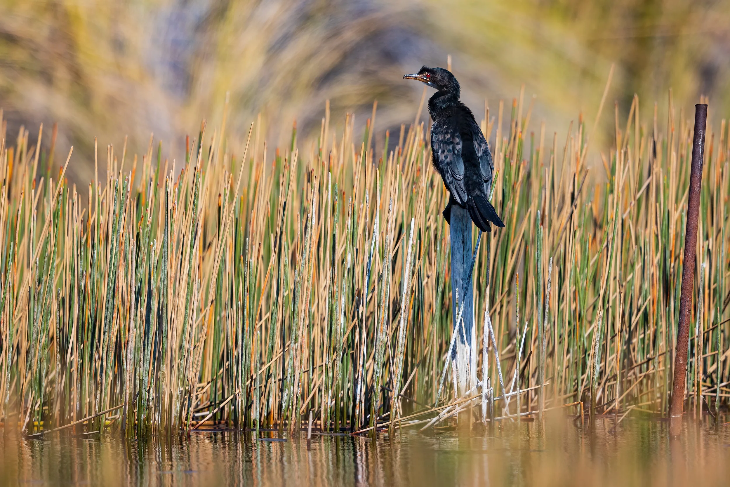  Moremi, Botswana 2023 