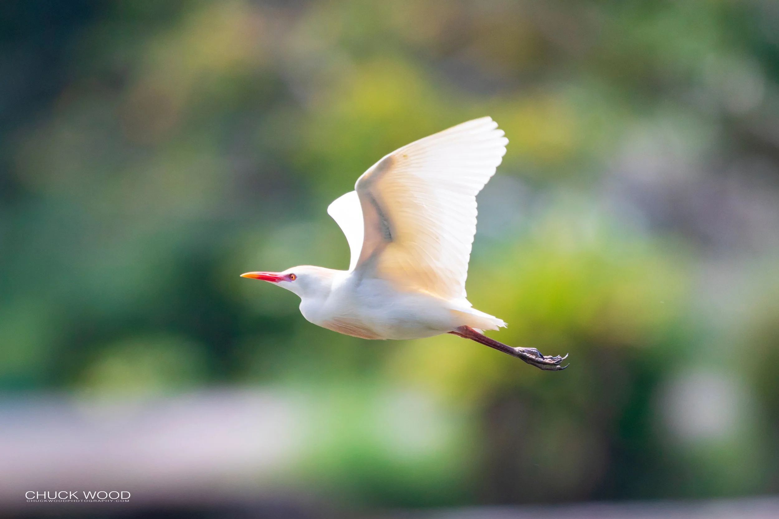  CATIE, Costa Rica 2020 