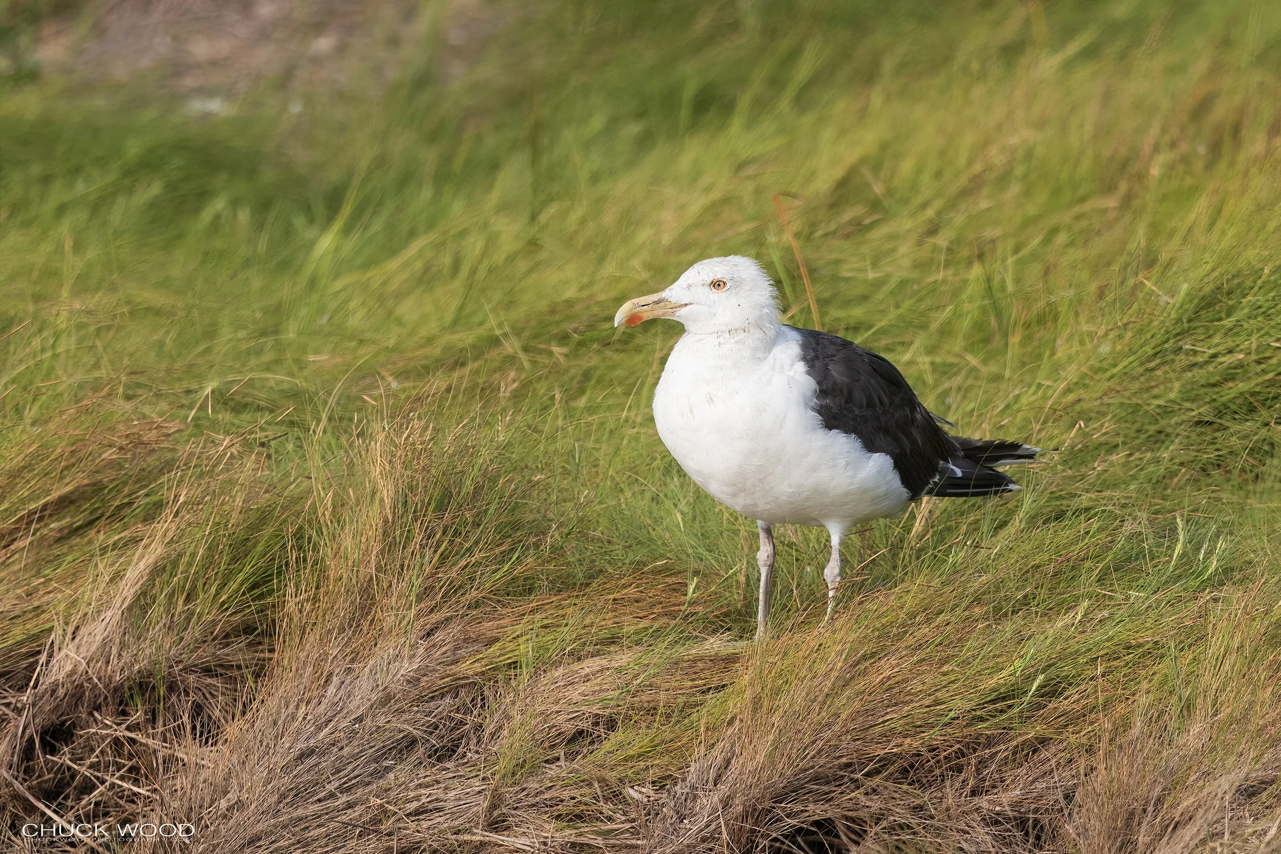  Forsythe NWR, NJ 2022 