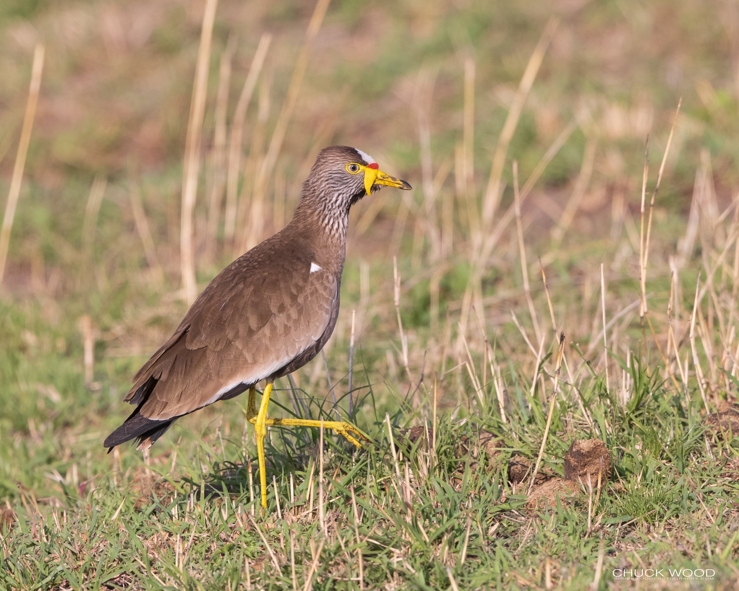  Serengeti, Tanzania 2021 