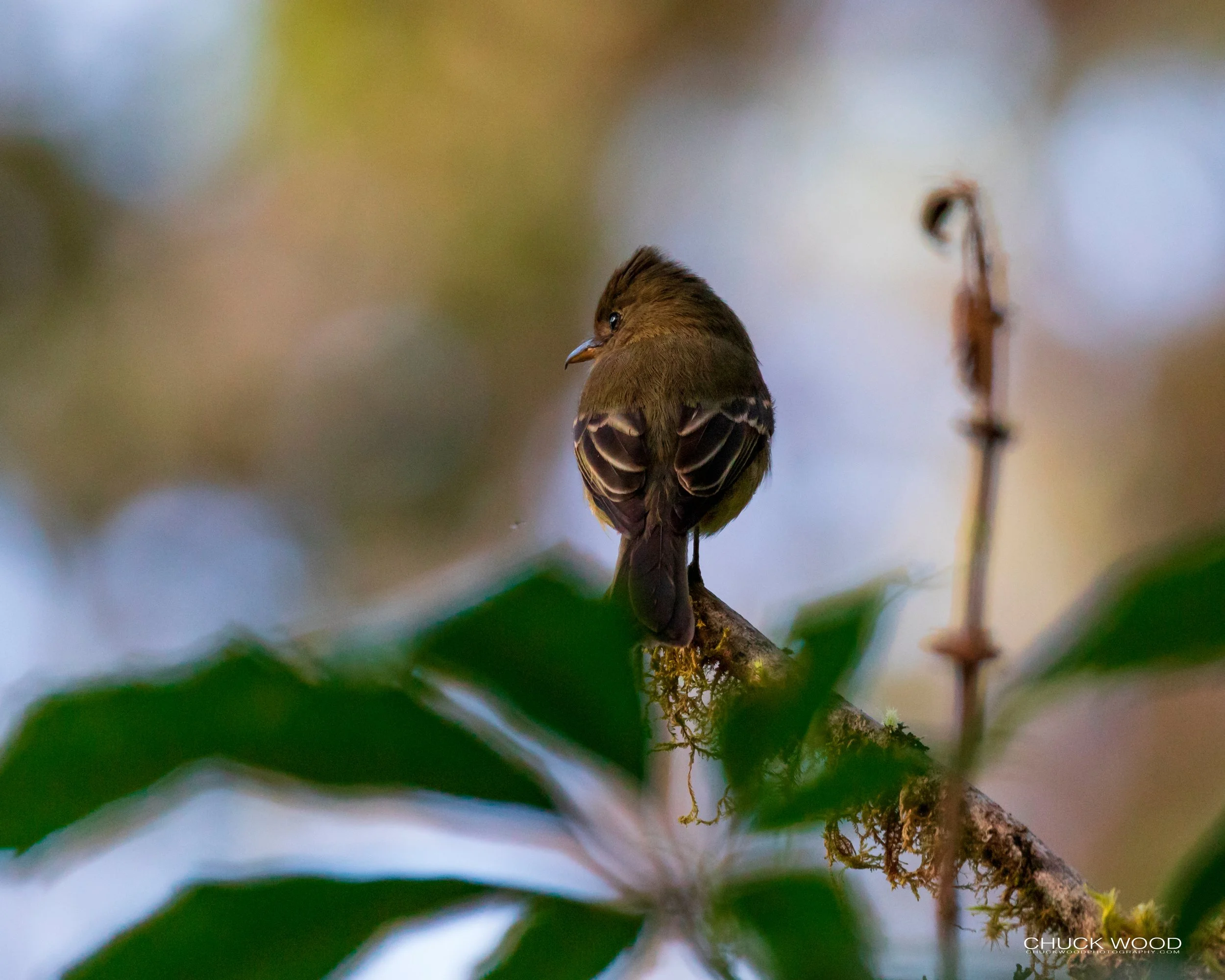  Paraiso Quetzal, Costa Rica 2020 