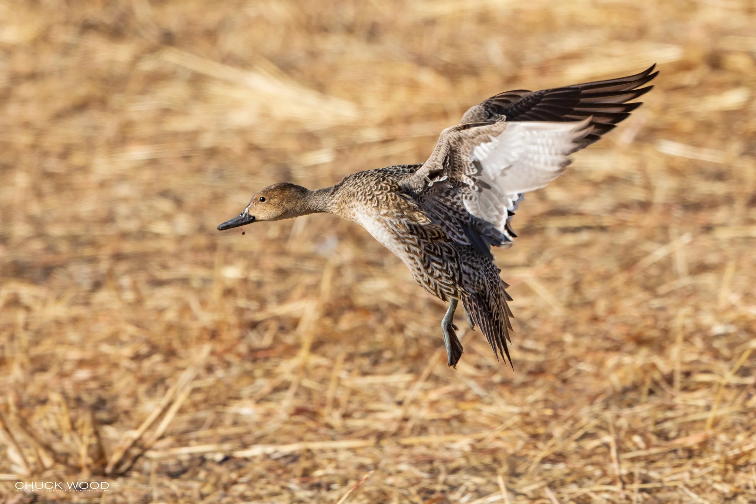  Bosque del Apache, NM 2021 