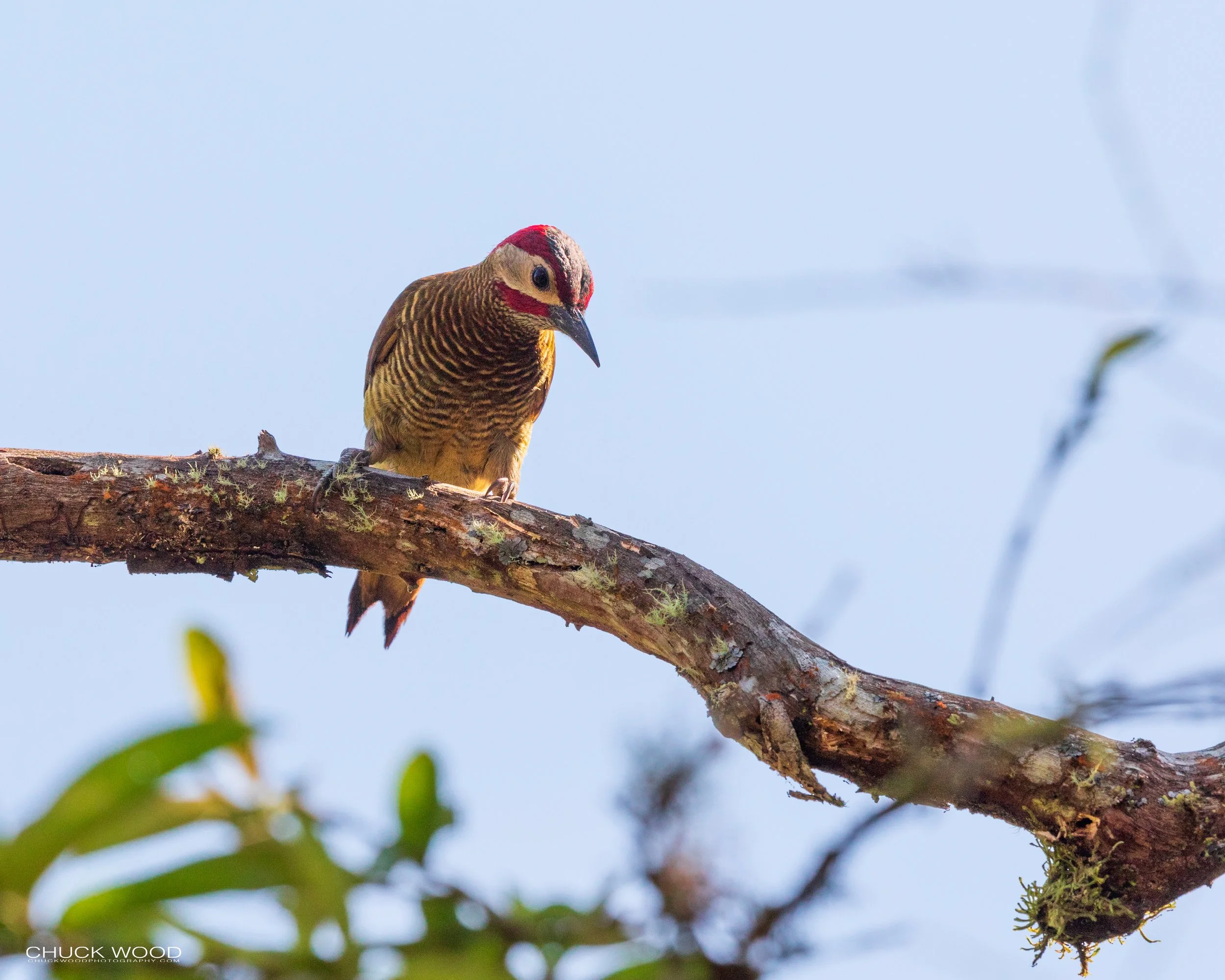  Rancho Naturalista, Costa Rica 2020 